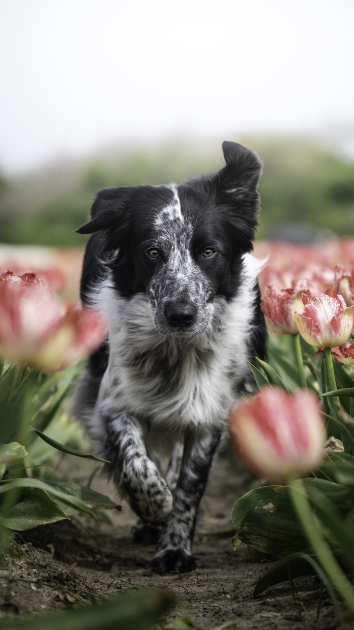 Téléchargez des papiers peints mobile Animaux, Chiens, Fleur, Chien, Tulipe, Border Collie gratuitement.