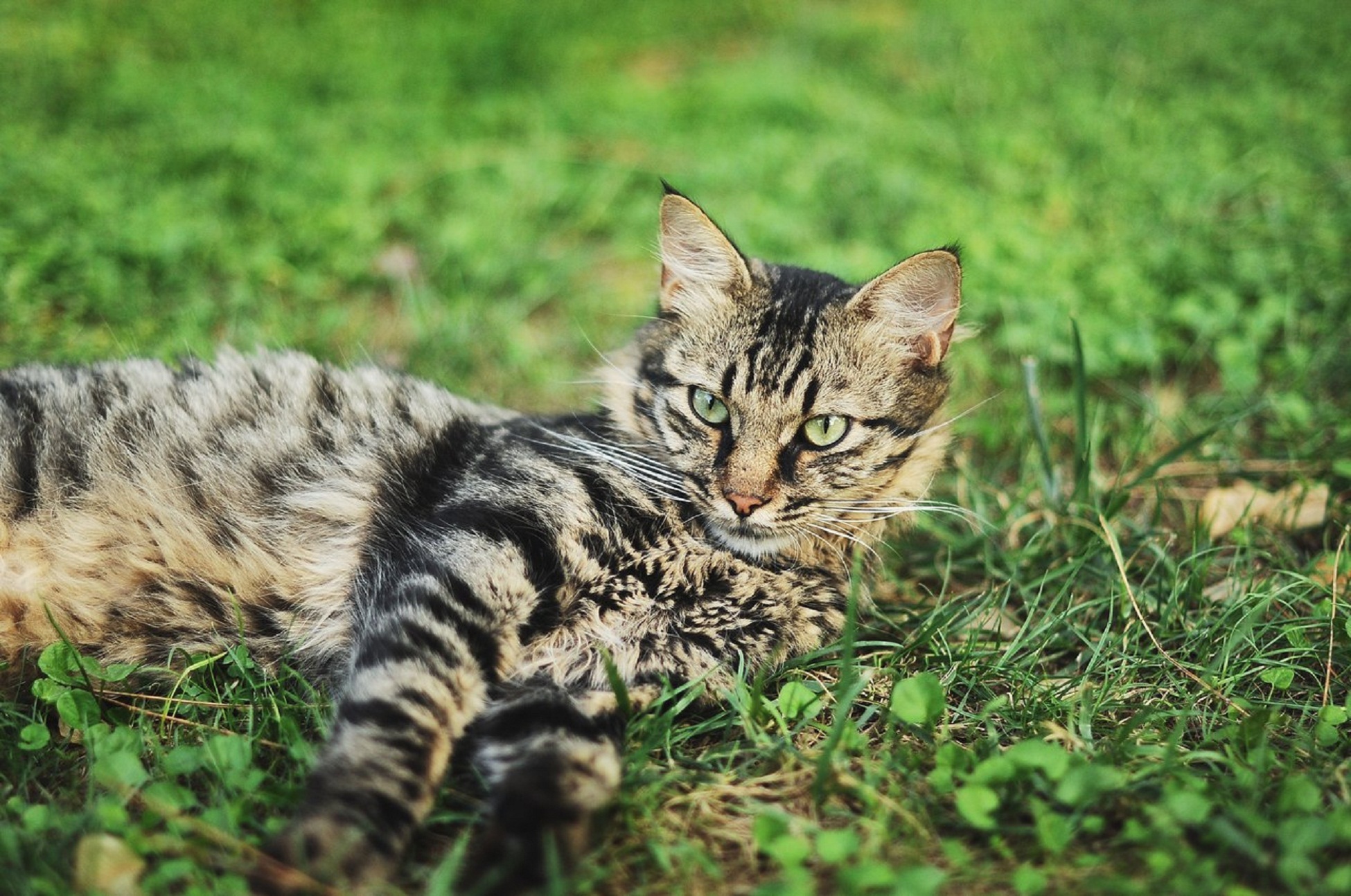 Baixar papel de parede para celular de Animais, Gatos, Gato gratuito.