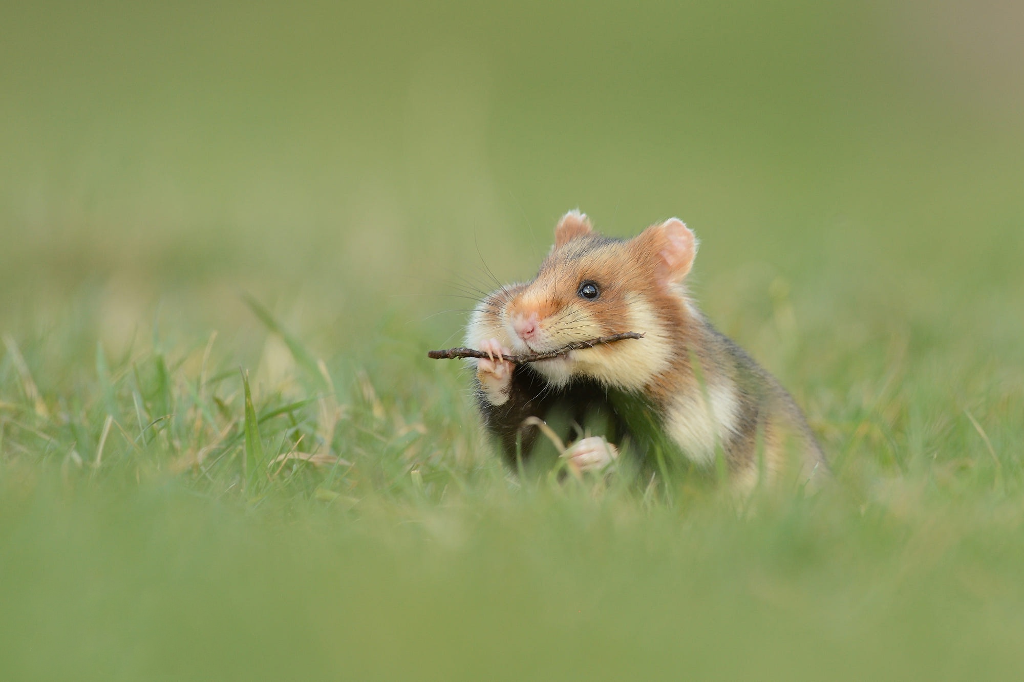 Laden Sie das Tiere, Hamster-Bild kostenlos auf Ihren PC-Desktop herunter