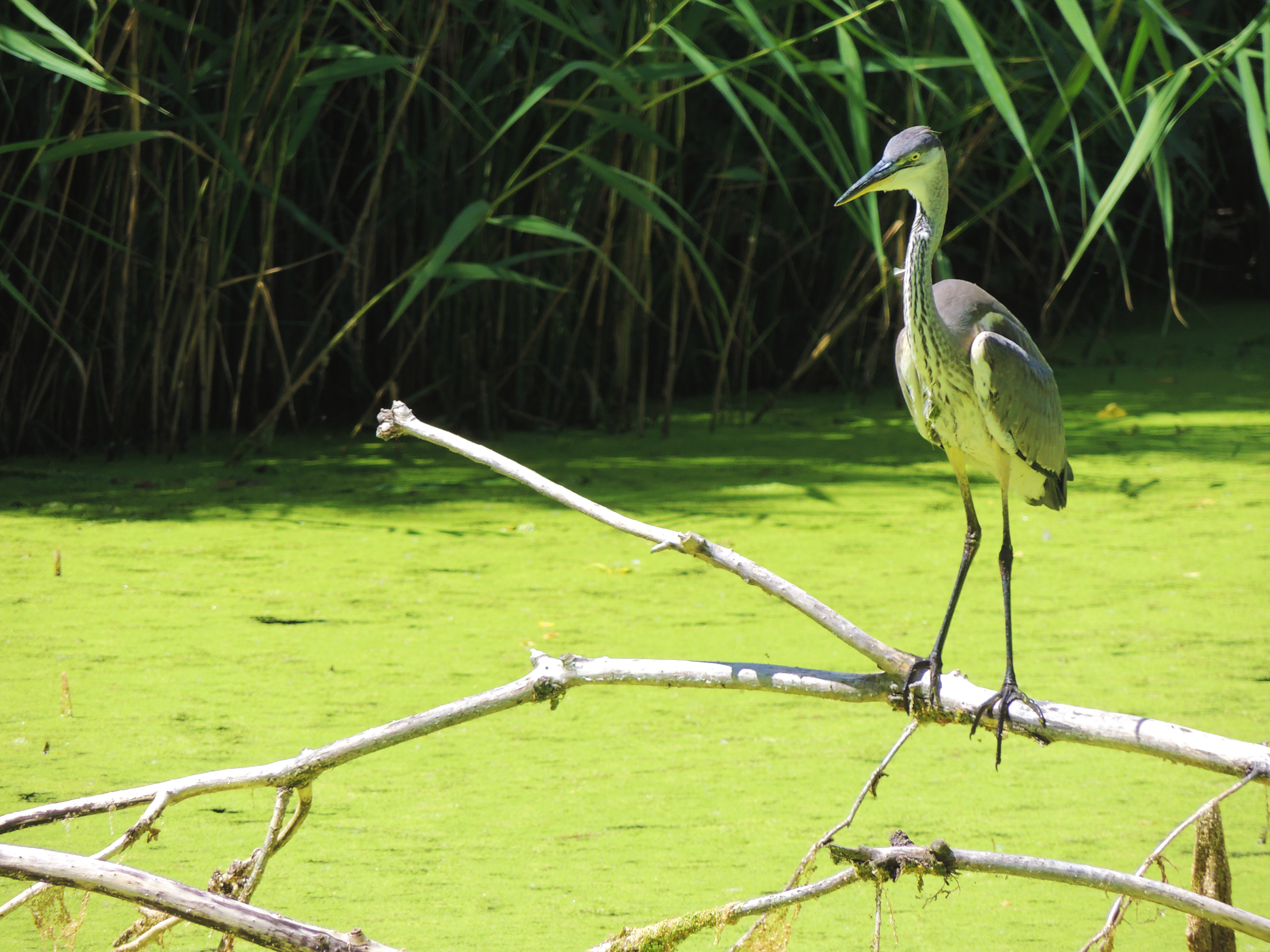 Free download wallpaper Bird, Animal on your PC desktop