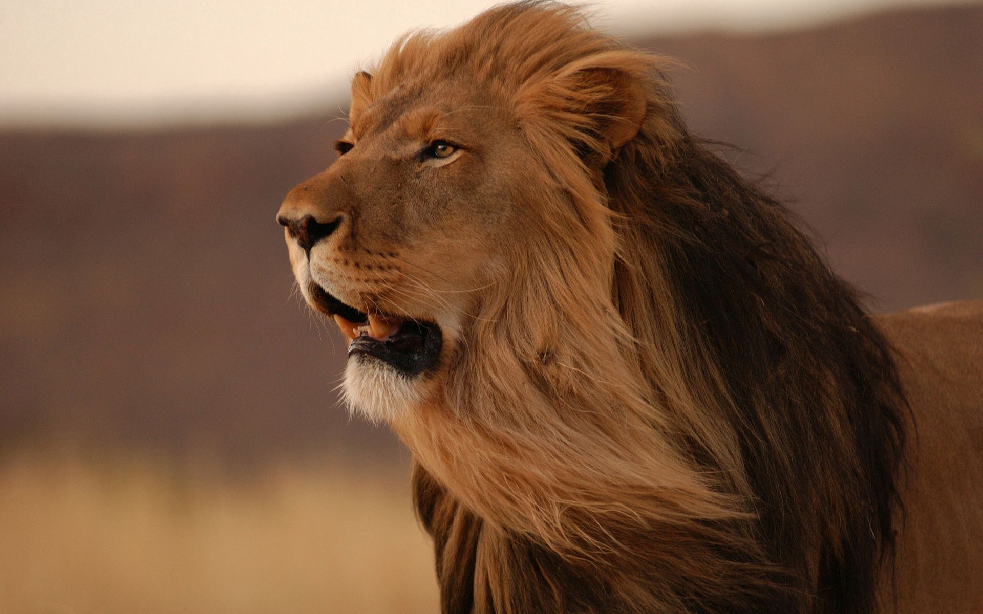 97358 baixar imagens um leão, predador, animais, leão, sorriso, predator, gato grande, juba, vento - papéis de parede e protetores de tela gratuitamente