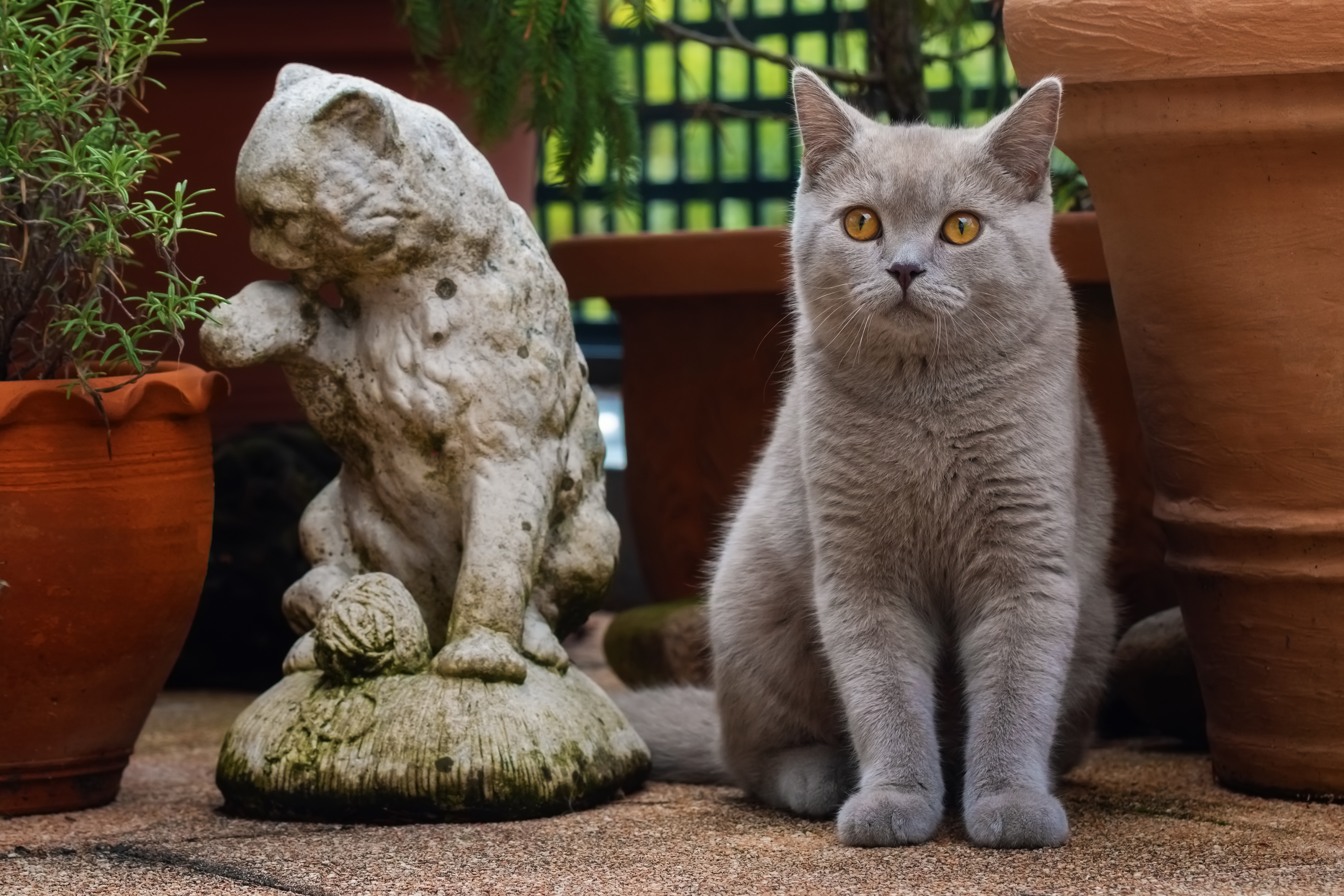 無料モバイル壁紙動物, ネコ, 猫をダウンロードします。