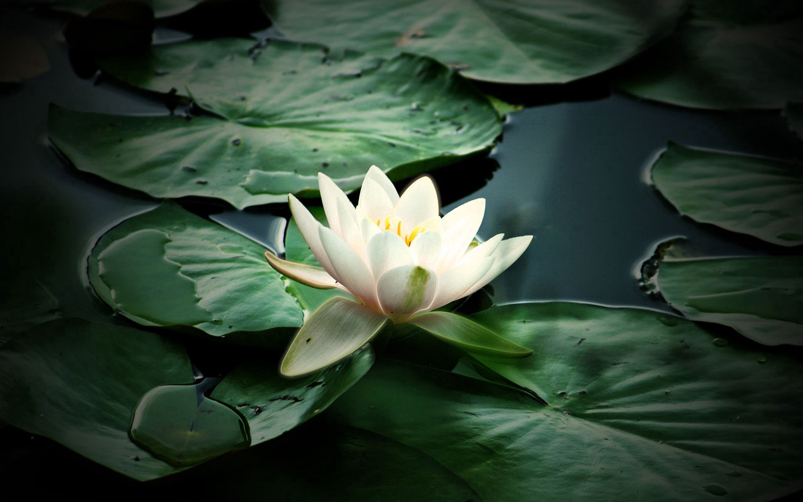 Download mobile wallpaper Petals, Leaves, Lily, Water, Flowers for free.