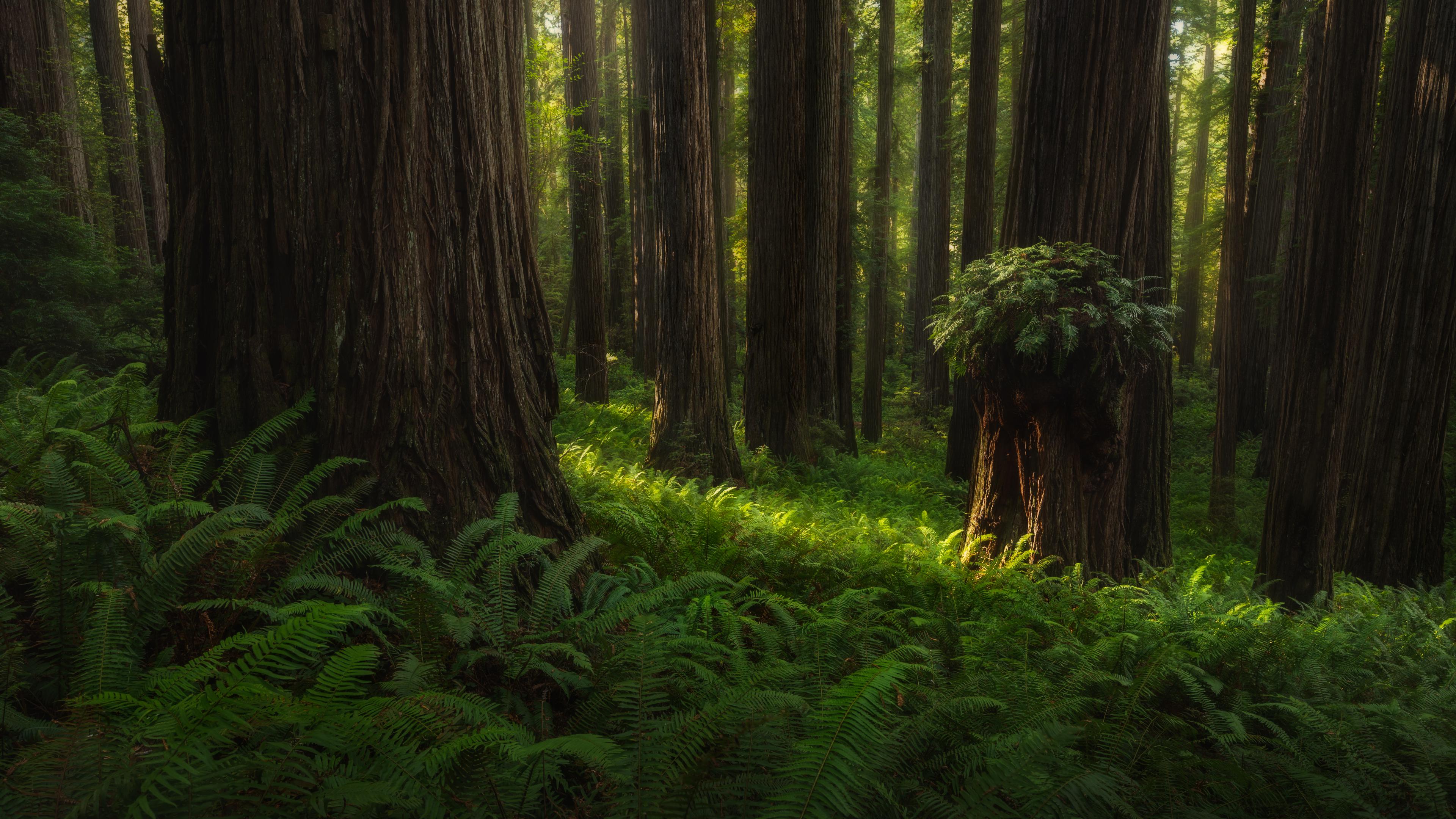 Free download wallpaper Forest, Earth on your PC desktop