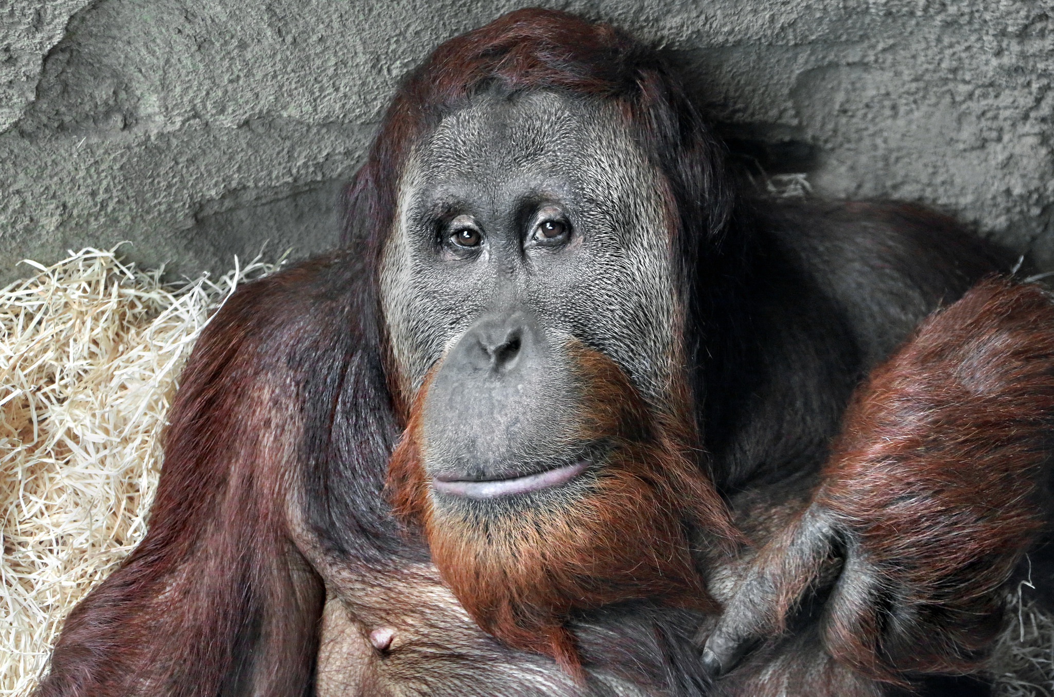 PCデスクトップに動物, サル, 猿, 霊長類, オランウータン画像を無料でダウンロード