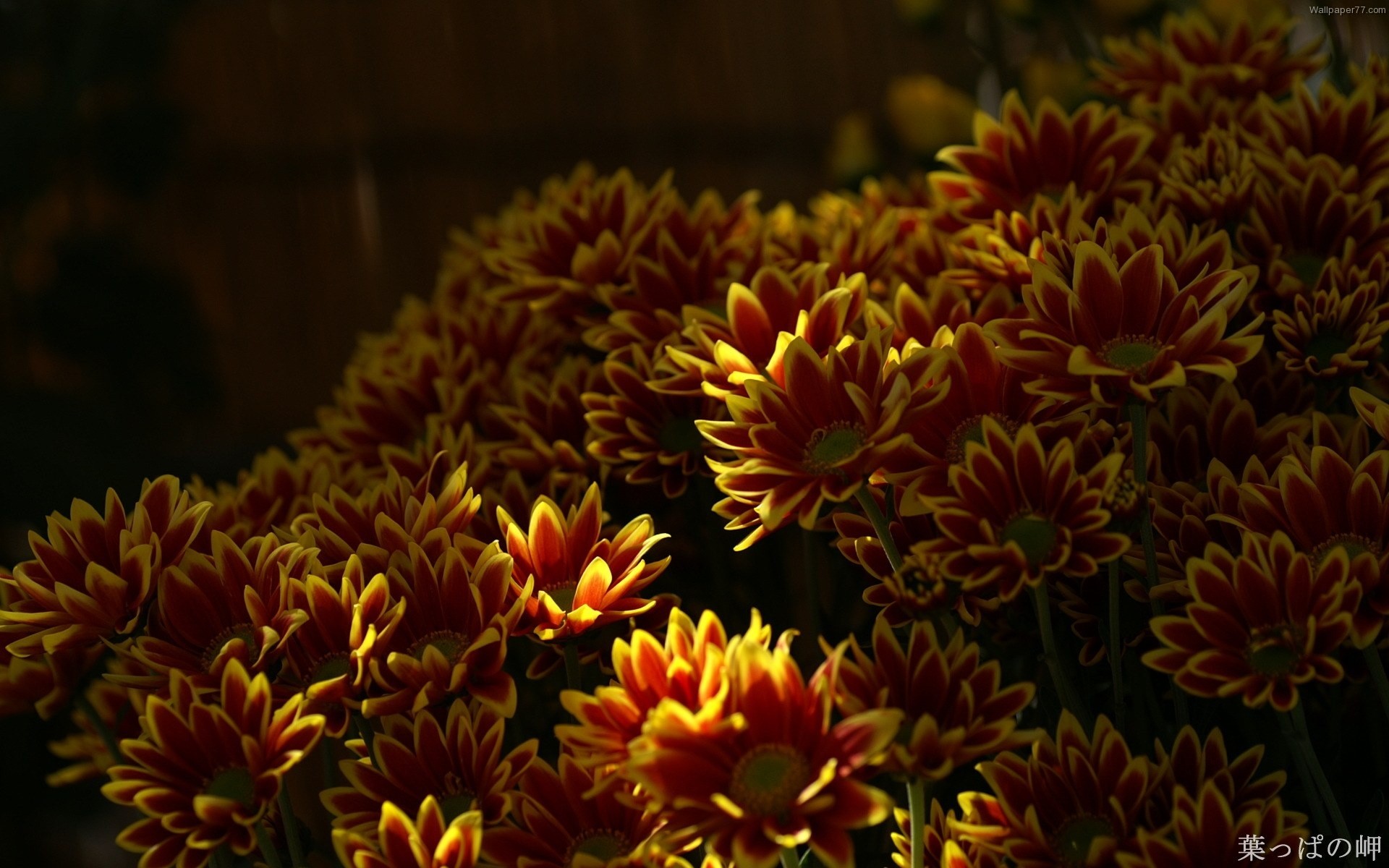 Téléchargez gratuitement l'image Fleurs, Fleur, Terre/nature sur le bureau de votre PC