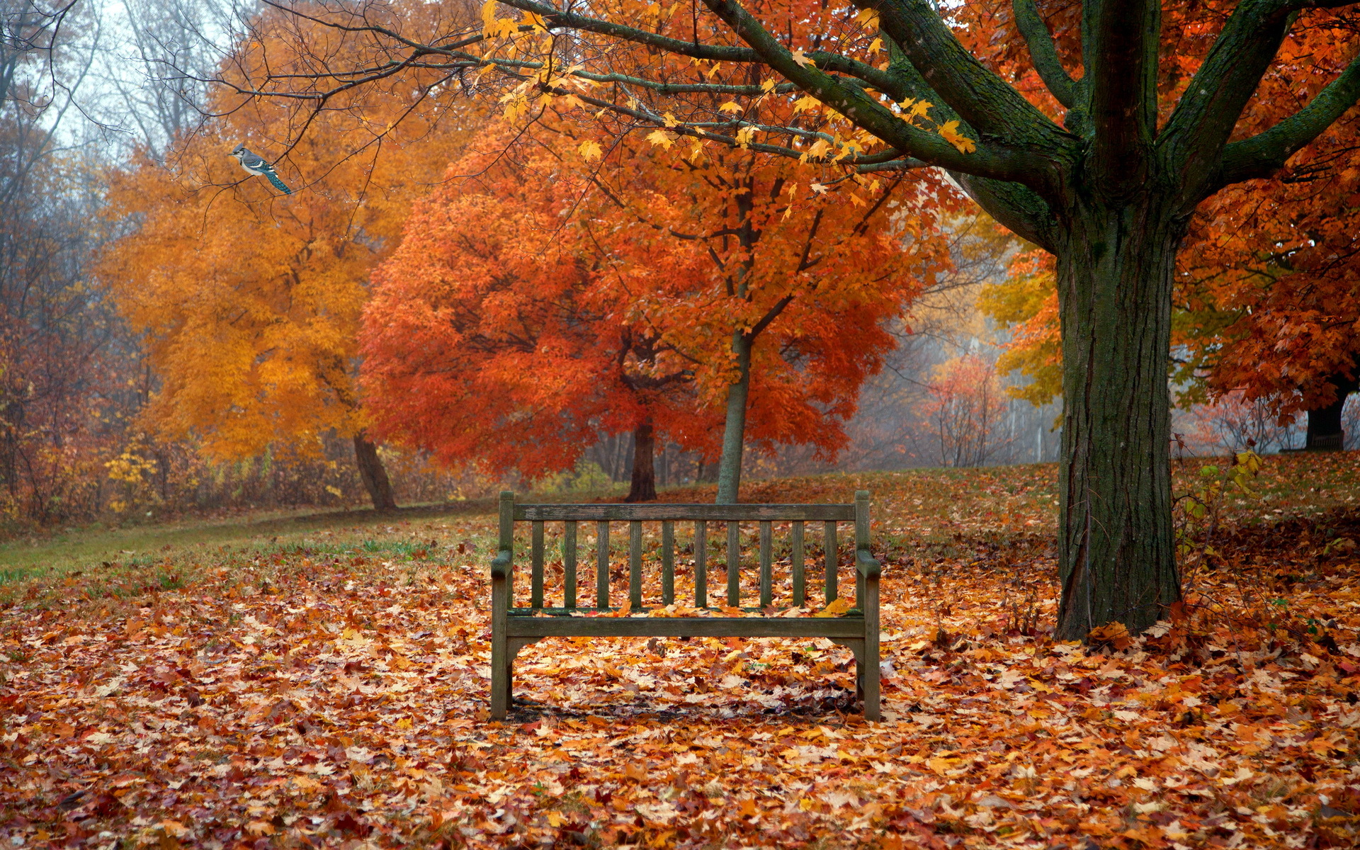 607498 скачать обои осень, дерево, сделано человеком, скамья, парк - заставки и картинки бесплатно