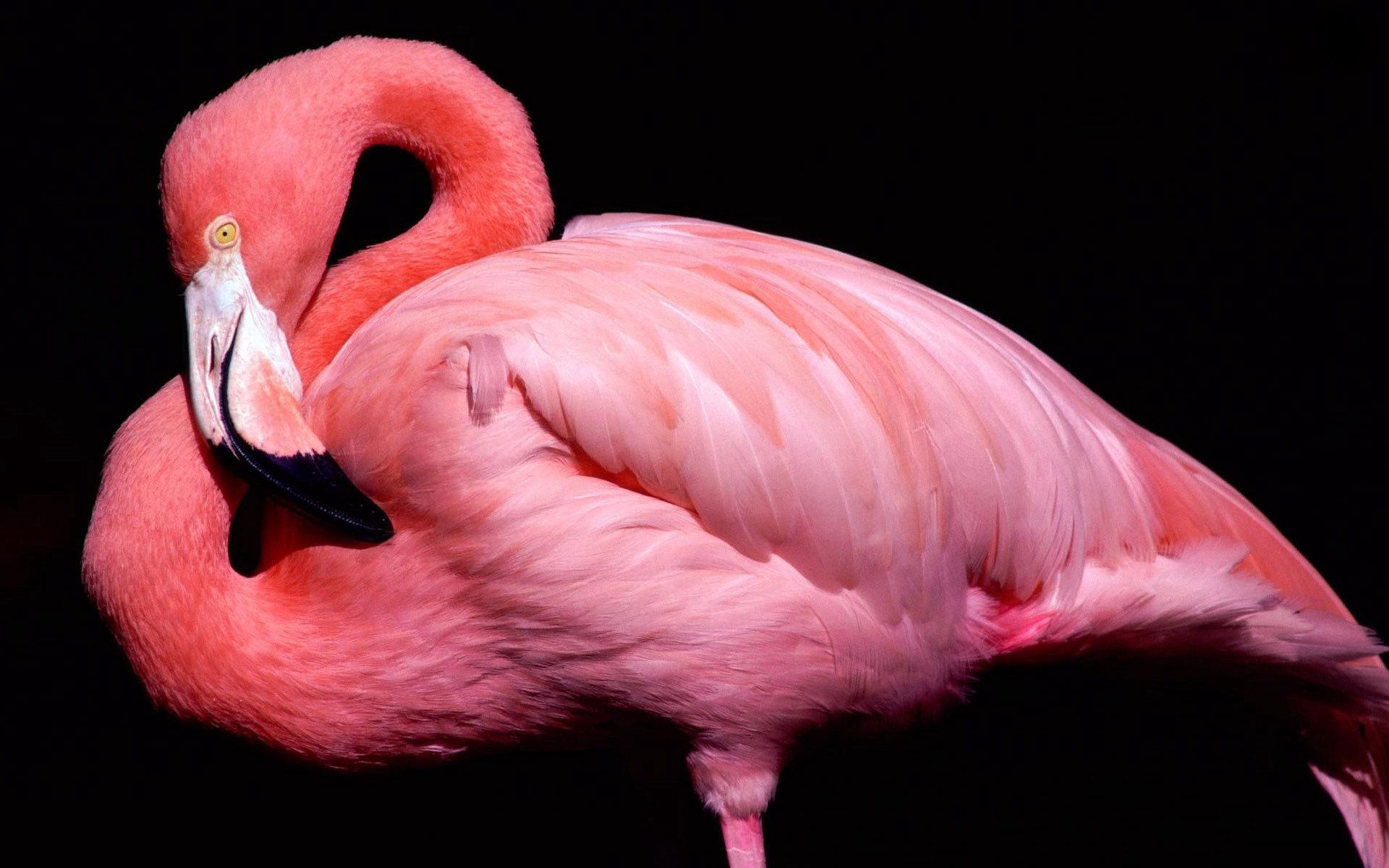 144522 Hintergrundbild herunterladen tiere, rosa, flamingo, vogel, schnabel, schwarzer hintergrund - Bildschirmschoner und Bilder kostenlos