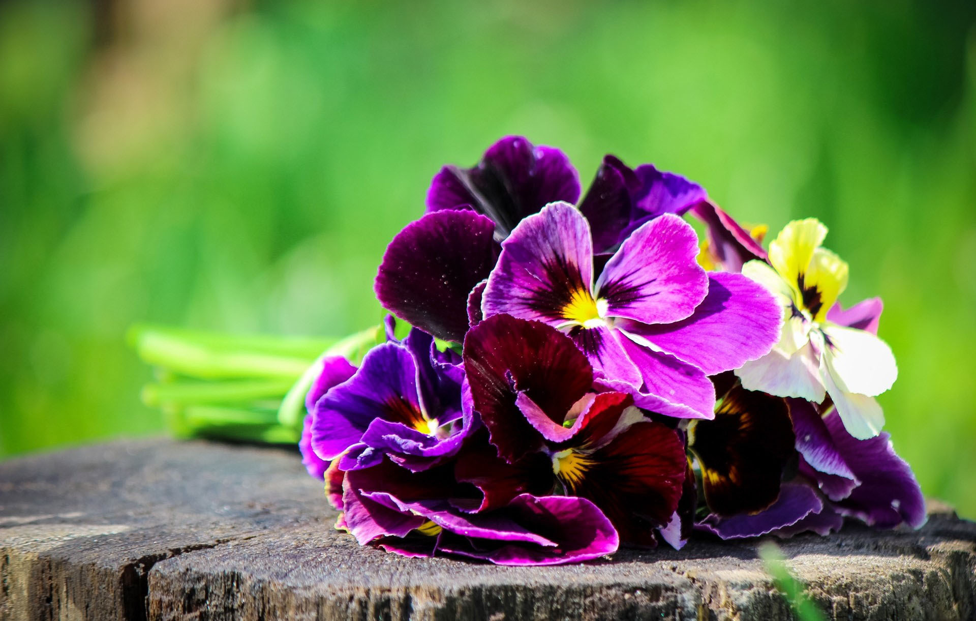 Laden Sie das Blumen, Stiefmütterchen, Blume, Nahansicht, Lila Blume, Erde/natur-Bild kostenlos auf Ihren PC-Desktop herunter