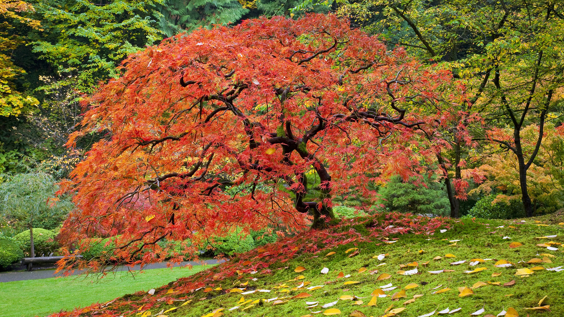 220916 скачать картинку осень, земля/природа, дерево, кленовый лист, деревья - обои и заставки бесплатно