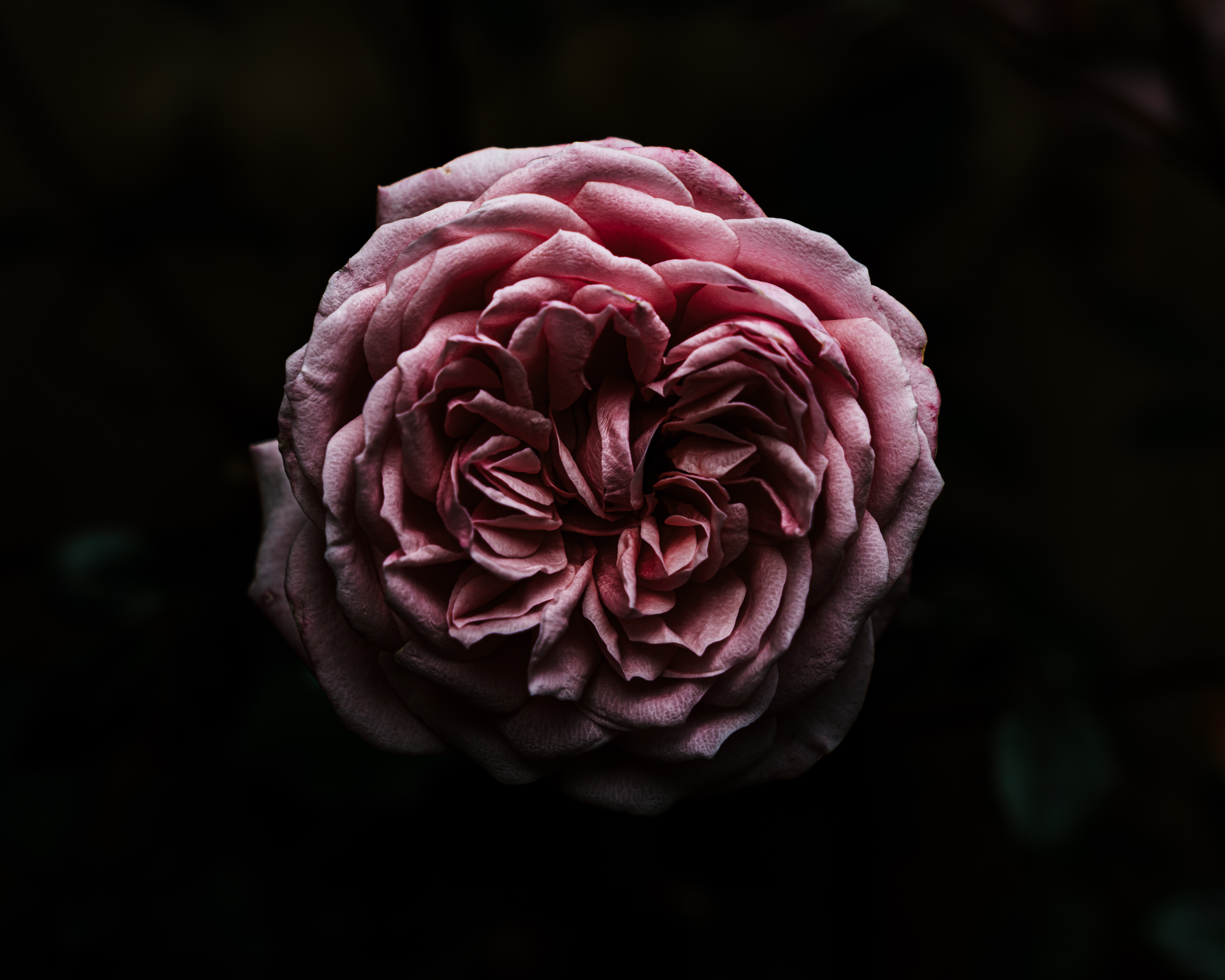 Laden Sie das Rosa, Blumen, Rose, Nahaufnahme, Nahansicht, Blume, Dunkel-Bild kostenlos auf Ihren PC-Desktop herunter