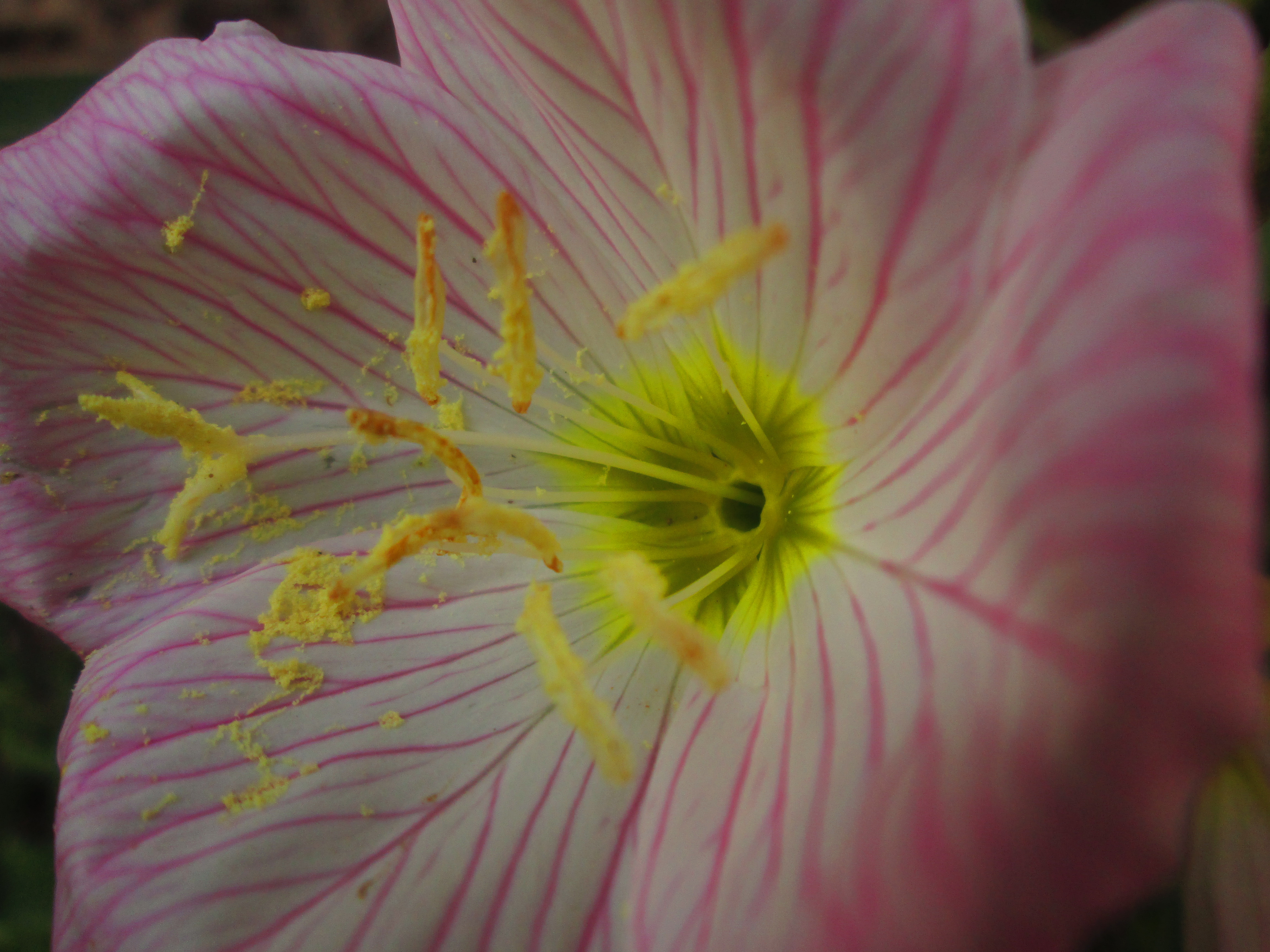 Descarga gratuita de fondo de pantalla para móvil de De Cerca, Flores, Naturaleza, Flor, Tierra/naturaleza.