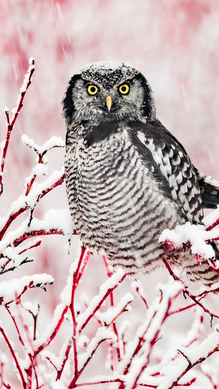 Download mobile wallpaper Winter, Birds, Owl, Snow, Bird, Animal for free.