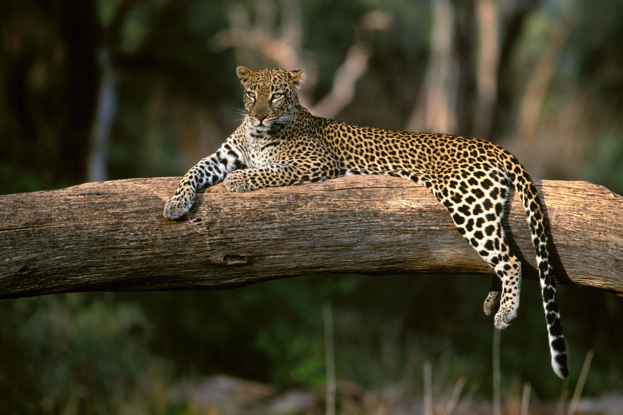 Baixe gratuitamente a imagem Animais, Gatos, Leopardo na área de trabalho do seu PC