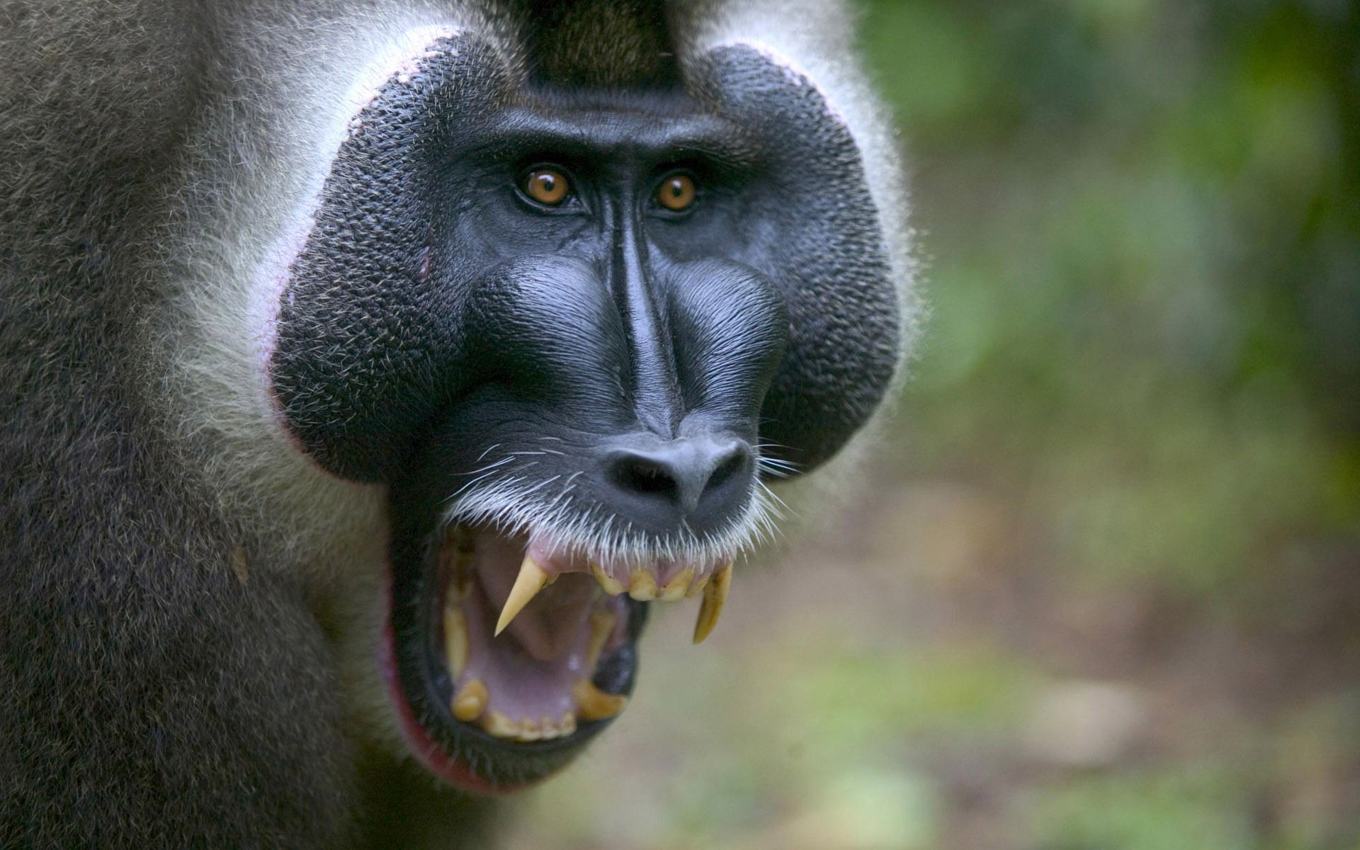 animals, aggression, muzzle, monkey, fangs cellphone