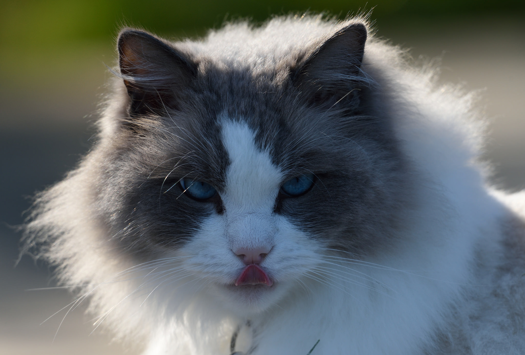 Baixar papel de parede para celular de Animais, Gatos, Gato, Olhar Fixamente gratuito.