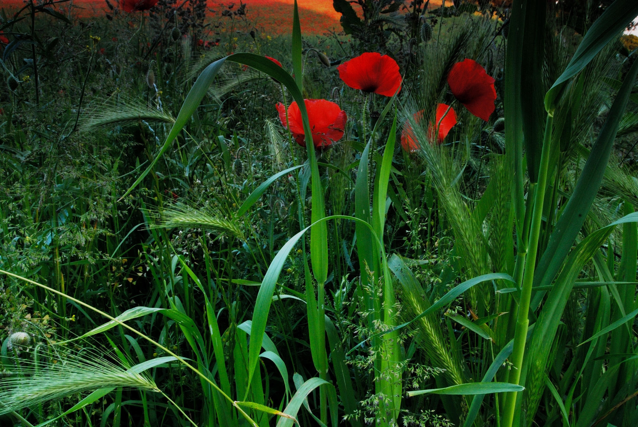 poppies, grass, nature, field, ears, spikes