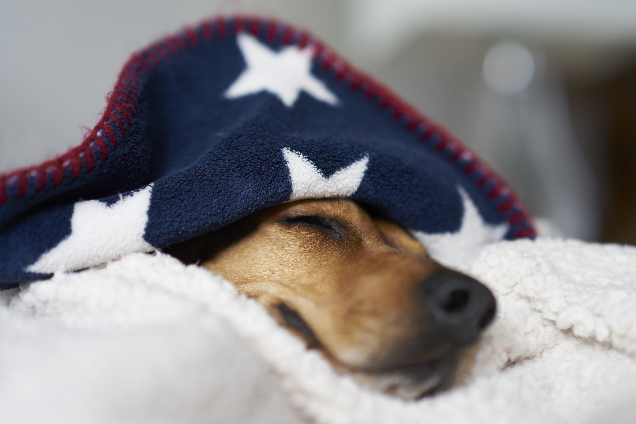 Free download wallpaper Dogs, Dog, Muzzle, Animal, Sleeping on your PC desktop