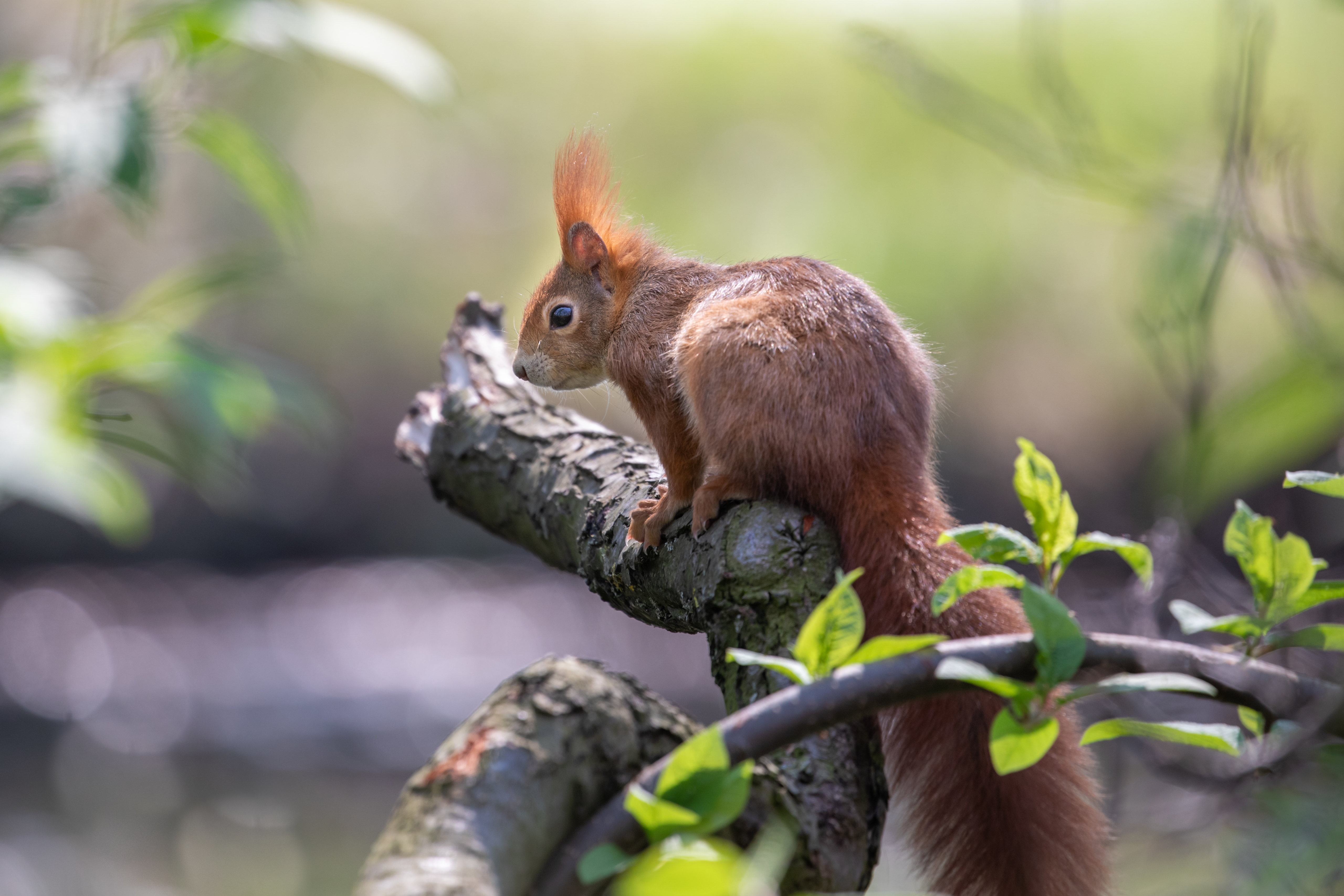Download mobile wallpaper Rodent, Wood, Animals, Animal, Tree, Squirrel for free.