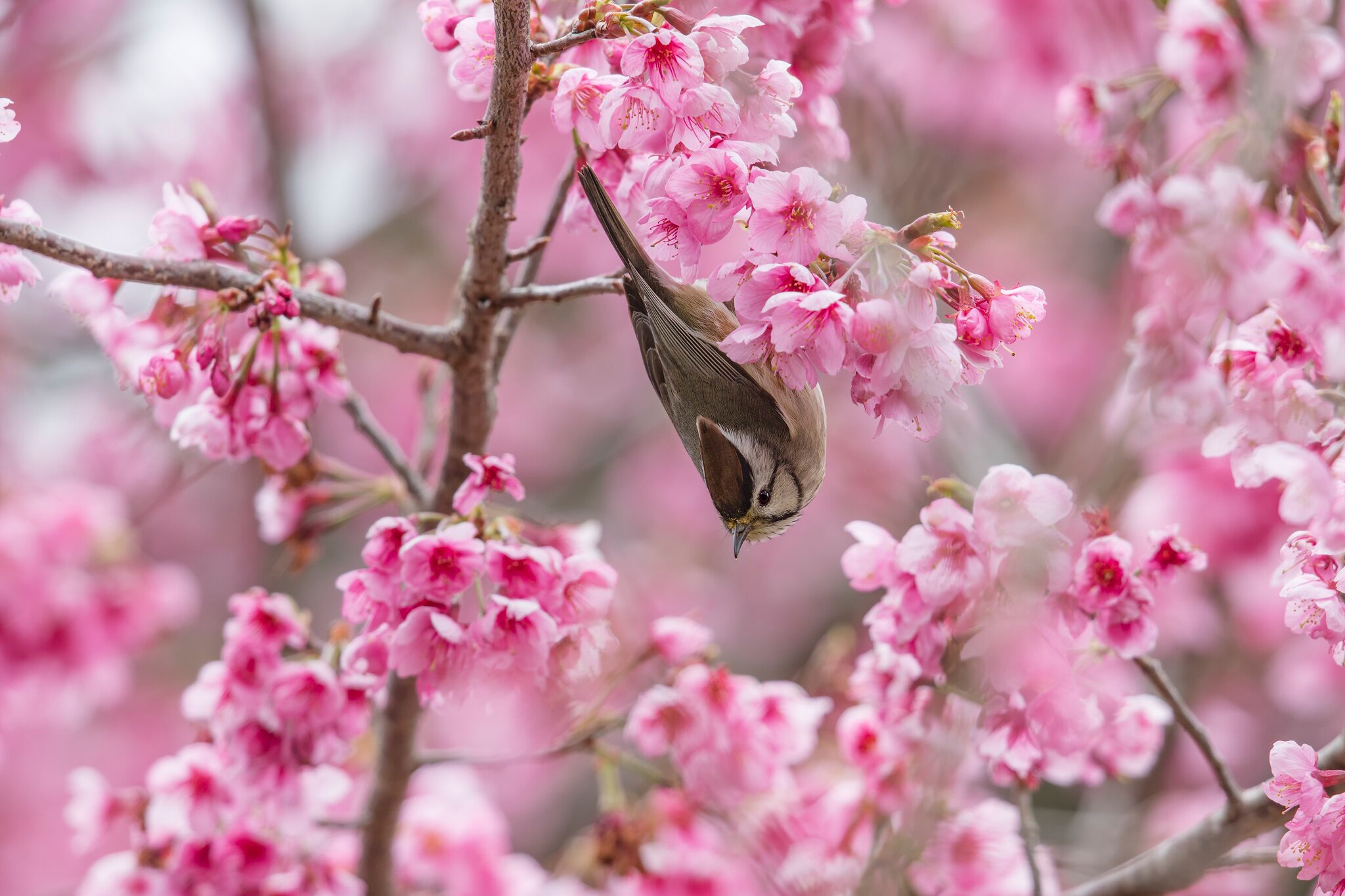 464835 Bildschirmschoner und Hintergrundbilder Taiwan Yuhina auf Ihrem Telefon. Laden Sie  Bilder kostenlos herunter