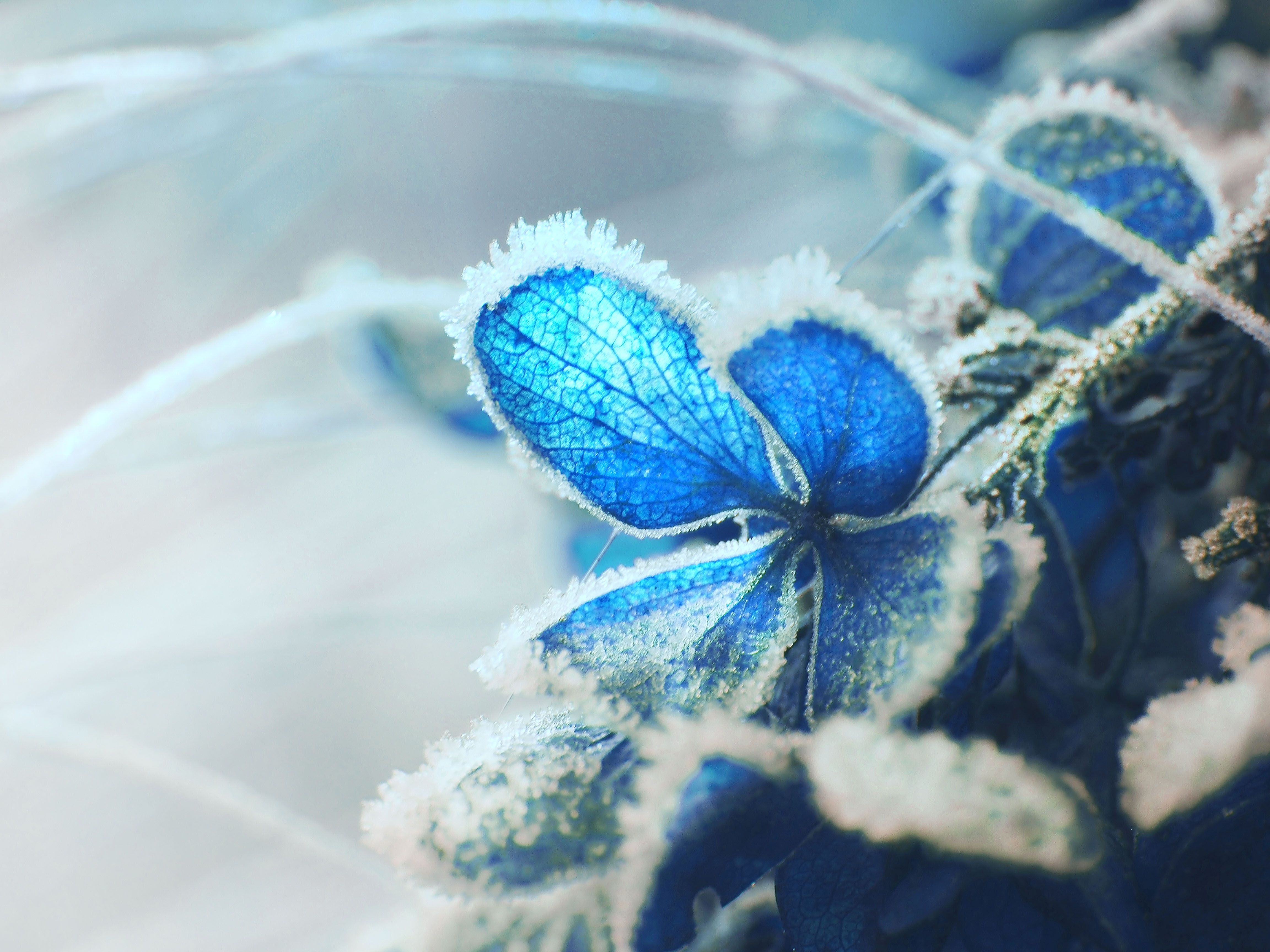 hydrangea, snow, macro, frost, hoarfrost