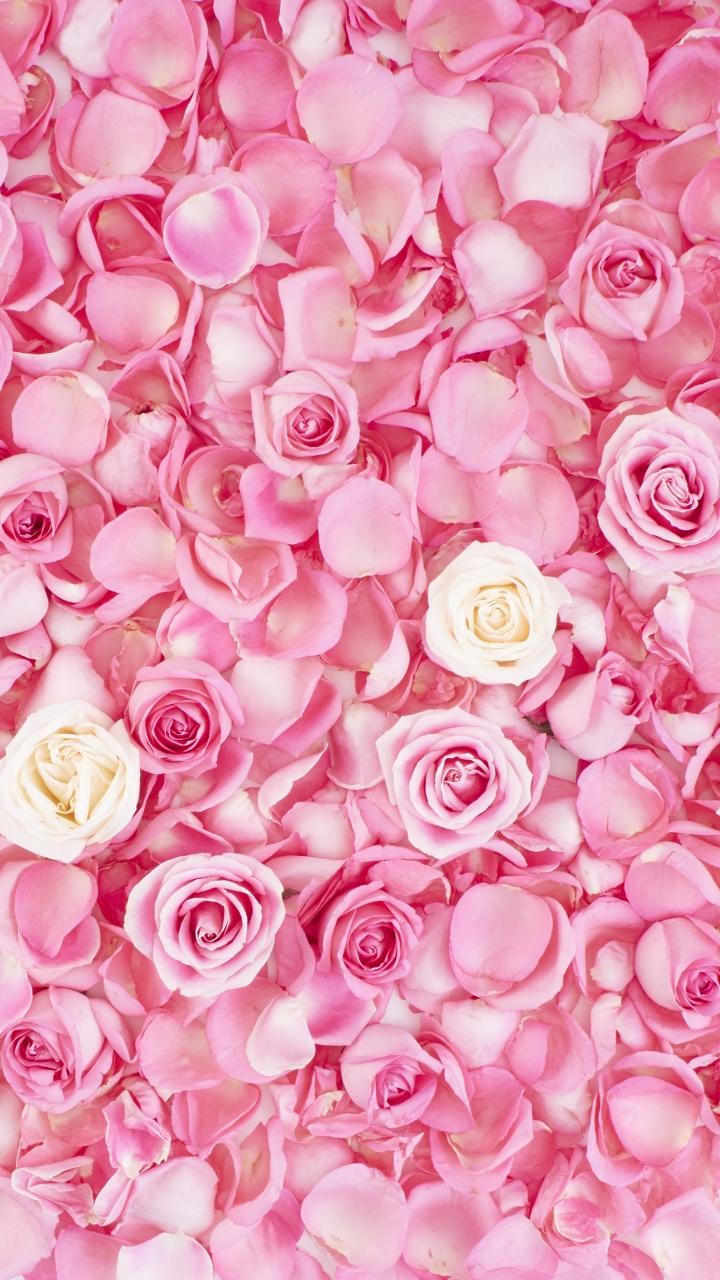 無料モバイル壁紙フラワーズ, 花, 薔薇, 地球, 花弁, ピンクの花をダウンロードします。