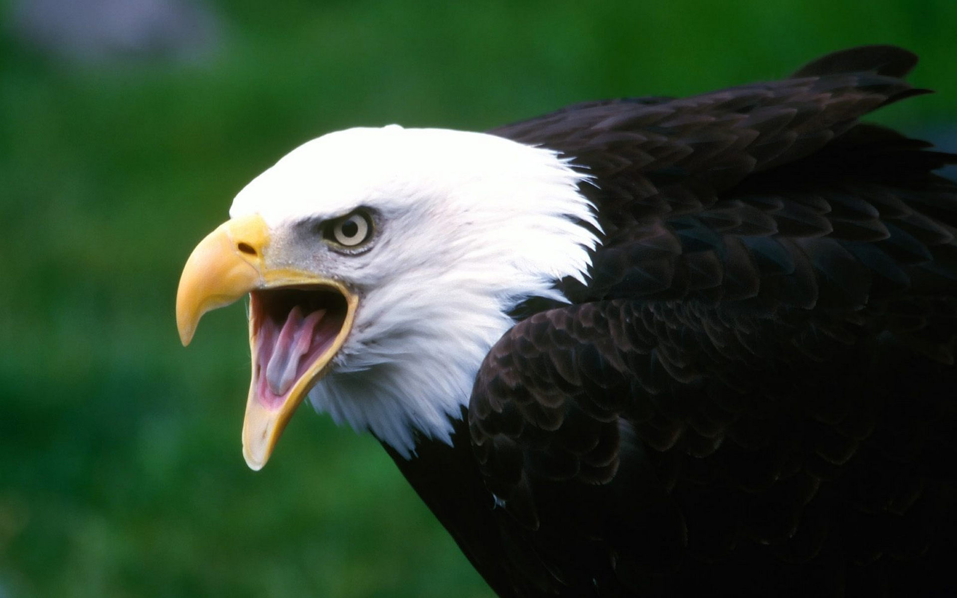 Baixe gratuitamente a imagem Animais, Águia De Cabeça Branca na área de trabalho do seu PC