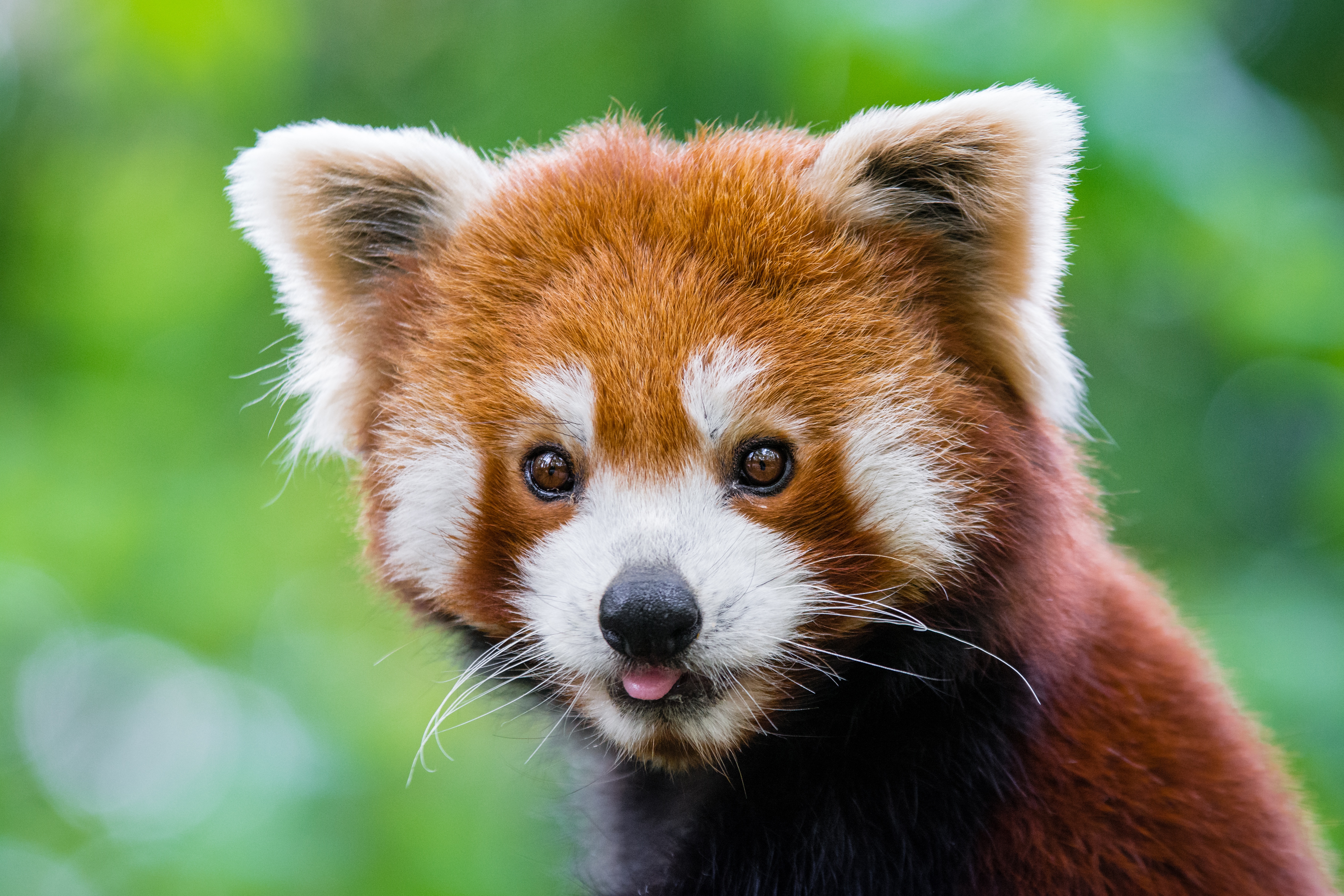 Baixe gratuitamente a imagem Animais, Panda Vermelho, Olhar Fixamente na área de trabalho do seu PC