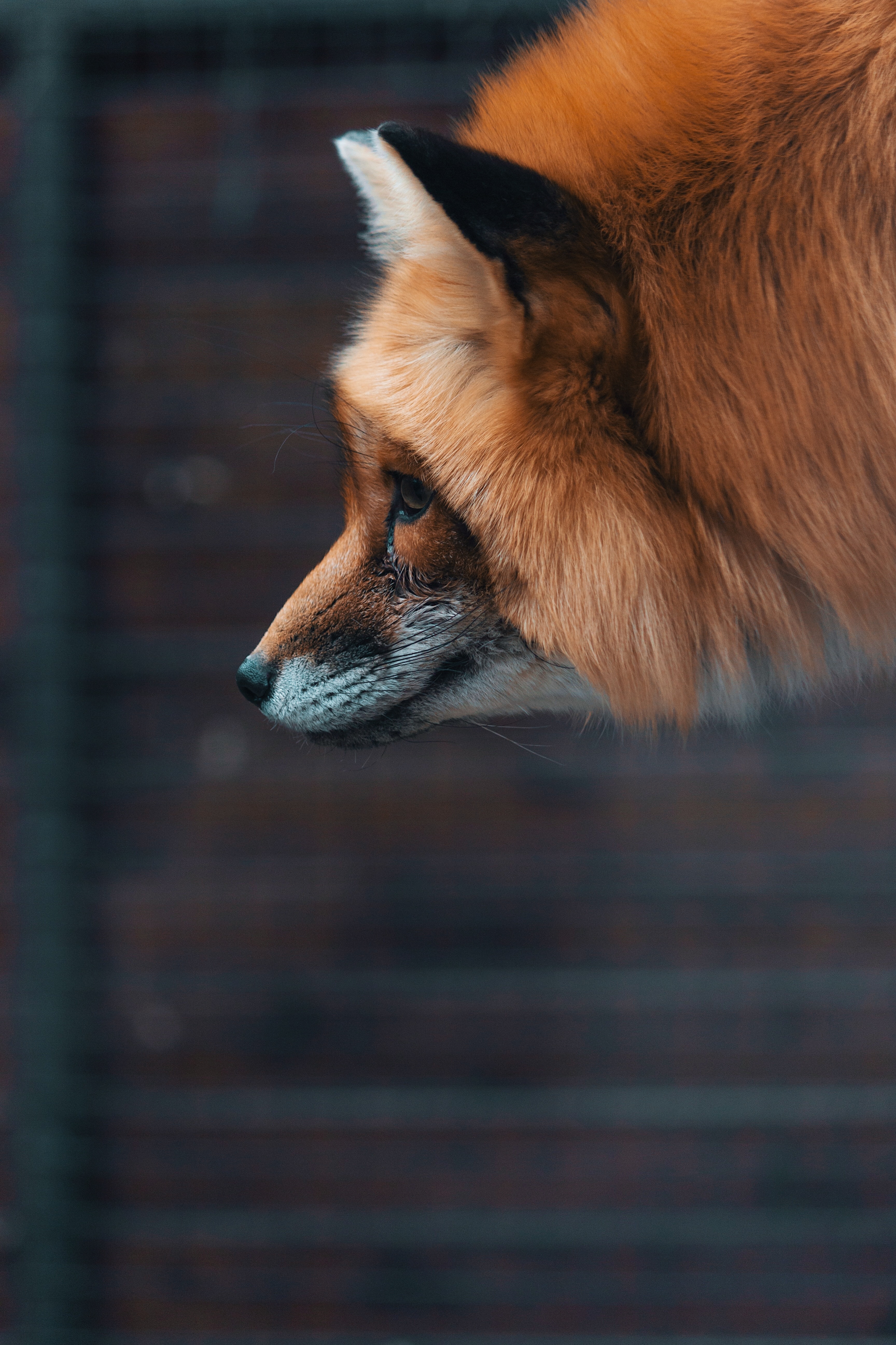 Download mobile wallpaper Fluffy, Animals, Muzzle, Beast, Wildlife, Fox for free.
