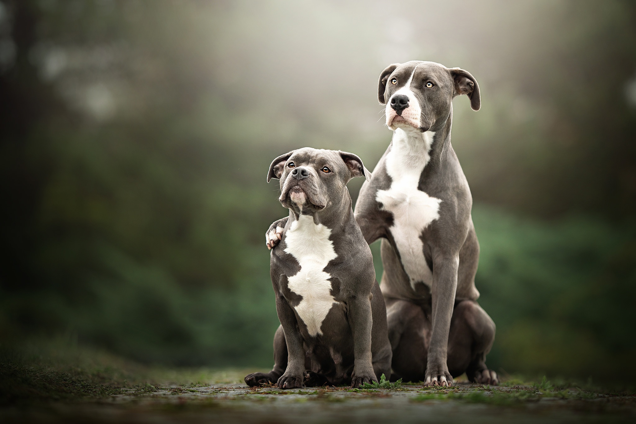 Descarga gratis la imagen Animales, Perros, Perro, Pitbull Terrier Americano en el escritorio de tu PC