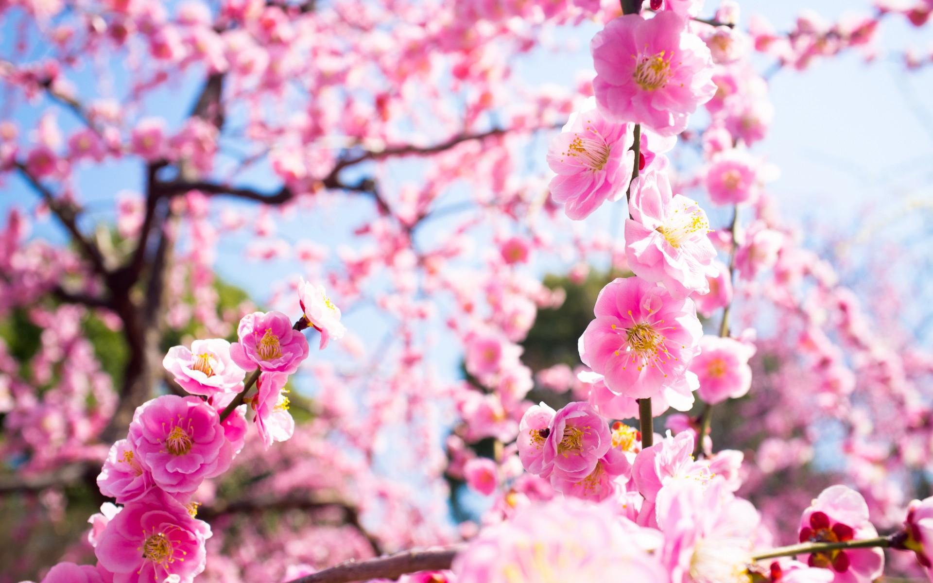 Download mobile wallpaper Flowers, Earth, Blossom for free.