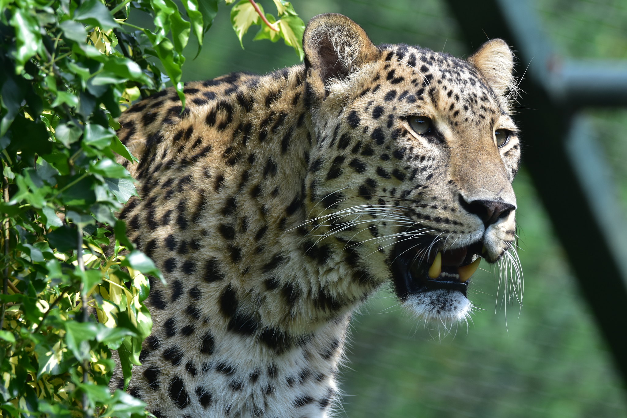 Handy-Wallpaper Leopard, Predator, Fangzähne, Zähne, Tiere, Raubtier, Big Cat, Große Katze kostenlos herunterladen.