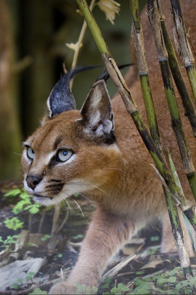 Téléchargez des papiers peints mobile Animaux, Chats, Lynx gratuitement.