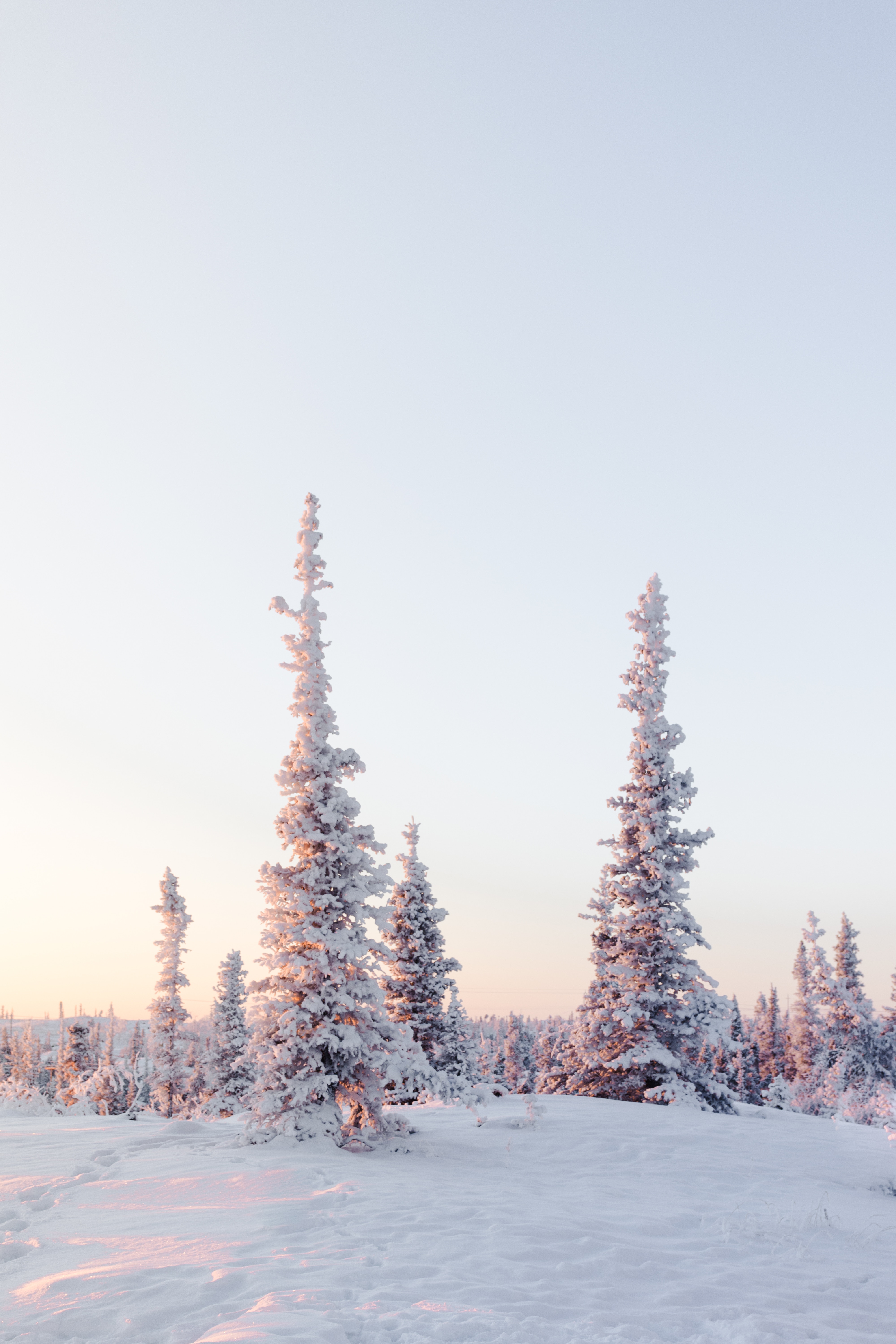 Скачать картинку Светлый, Заснеженный, Деревья, Снег, Природа, Зима в телефон бесплатно.