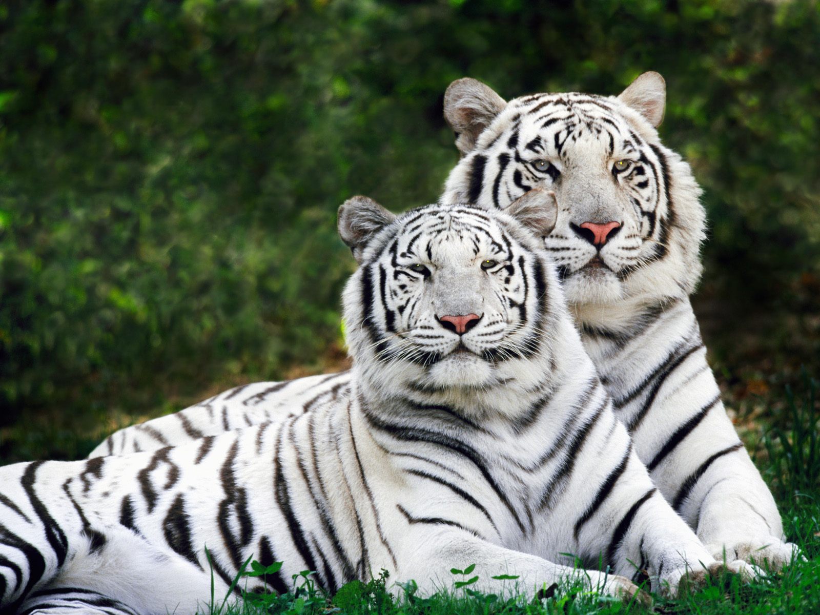 Скачать обои бесплатно Животные, Белый Тигр картинка на рабочий стол ПК