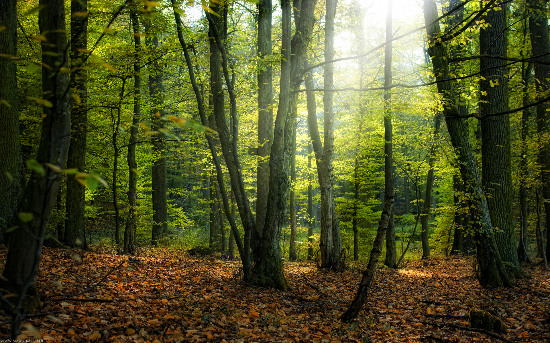 Téléchargez des papiers peints mobile Cerf, Forêt, Terre/nature gratuitement.