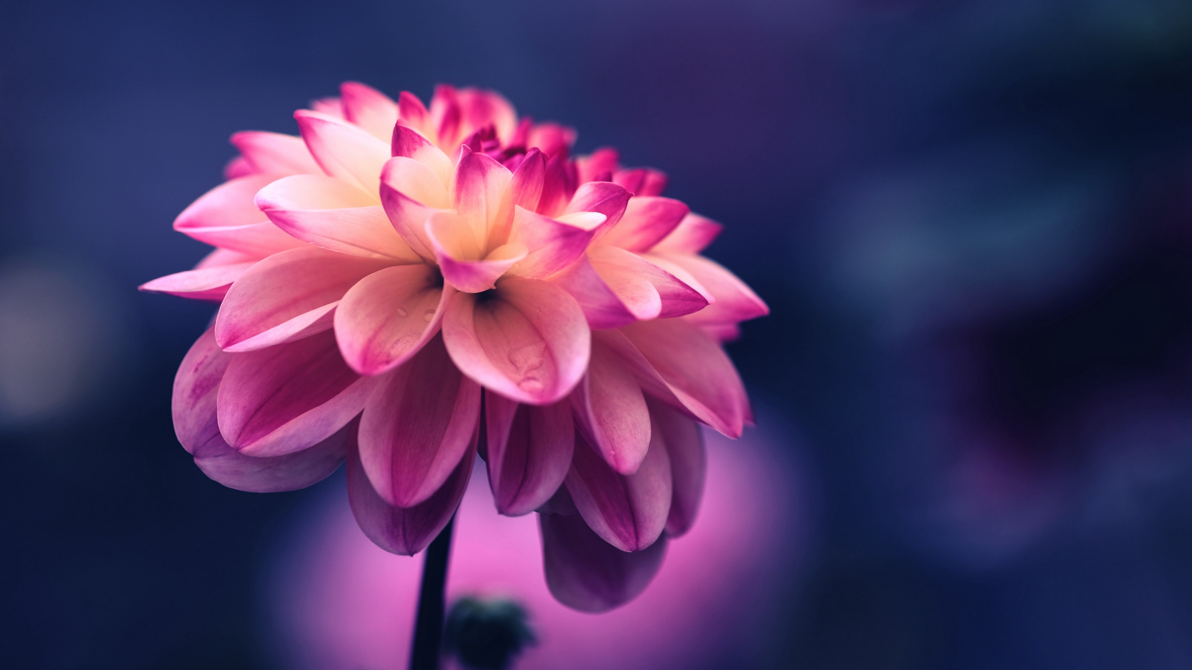 Laden Sie das Blumen, Dahlien, Erde/natur, Pinke Blume-Bild kostenlos auf Ihren PC-Desktop herunter