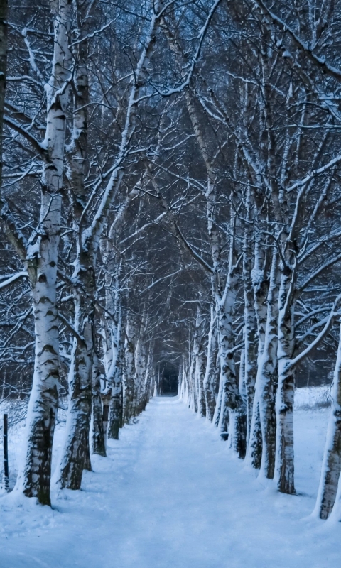 Baixar papel de parede para celular de Inverno, Terra/natureza gratuito.