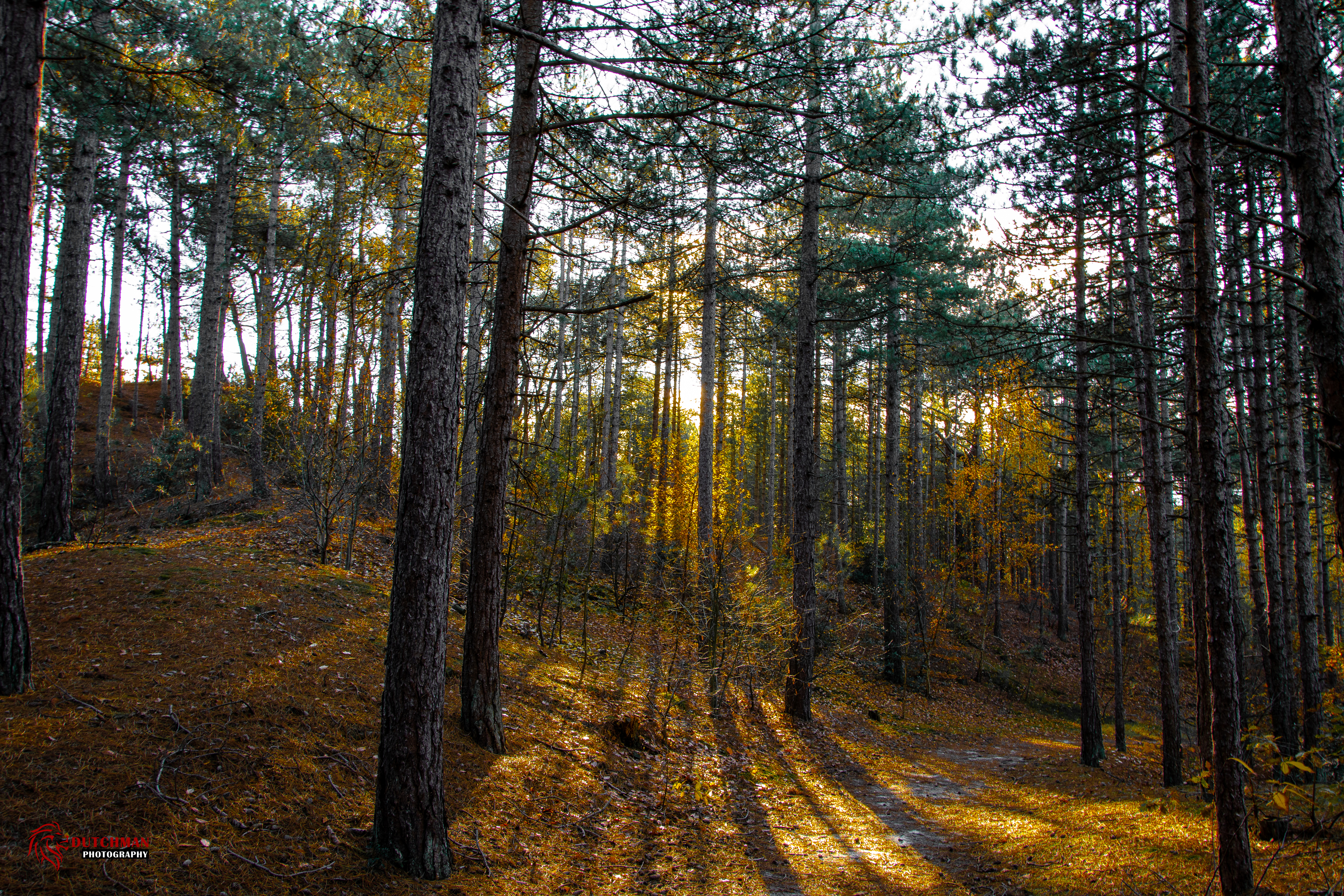 Téléchargez gratuitement l'image Plante, Lumière, Forêt, Arbre, La Nature, Terre/nature sur le bureau de votre PC