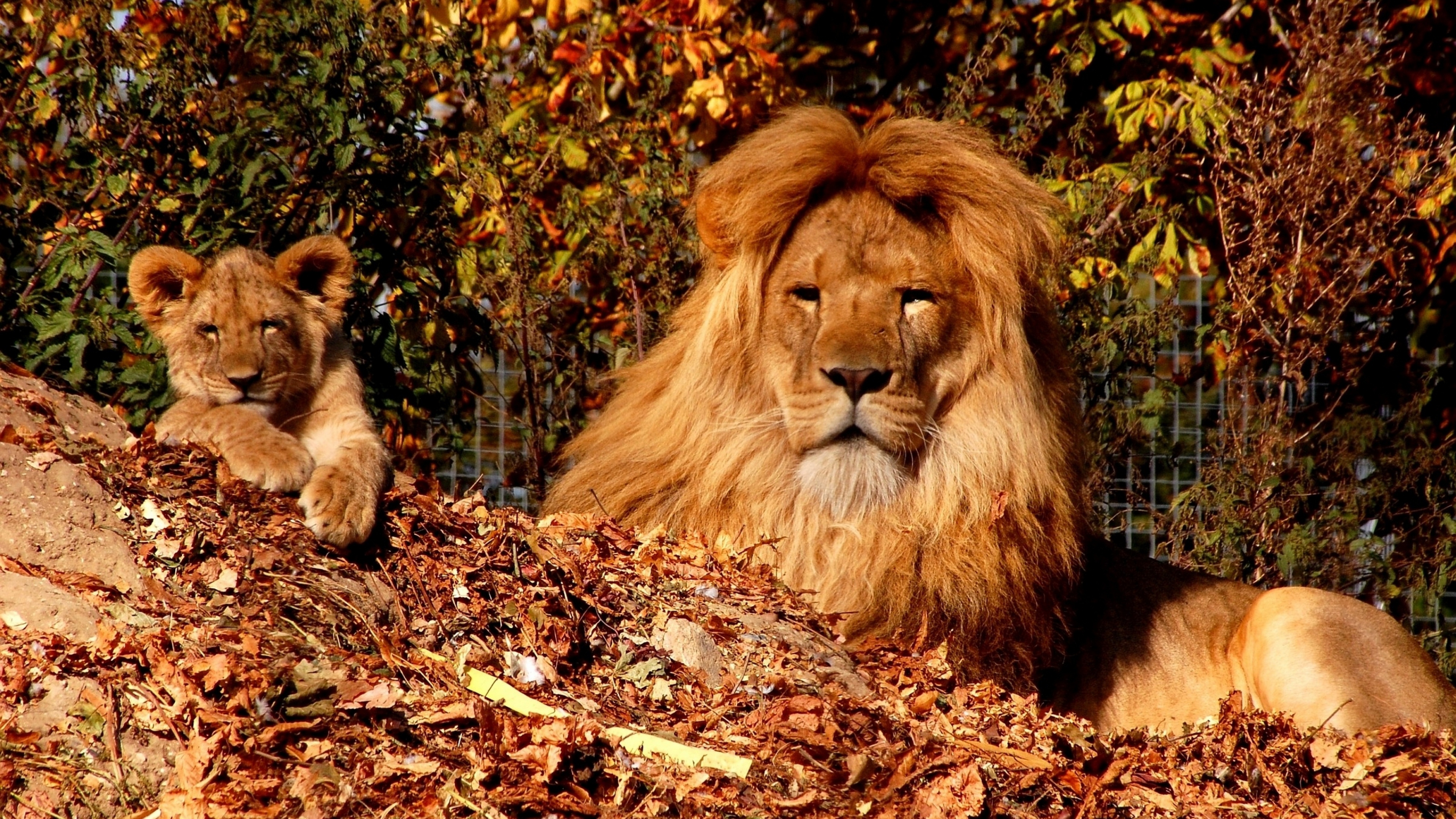 PCデスクトップに動物, ライオン, 猫, カブ画像を無料でダウンロード