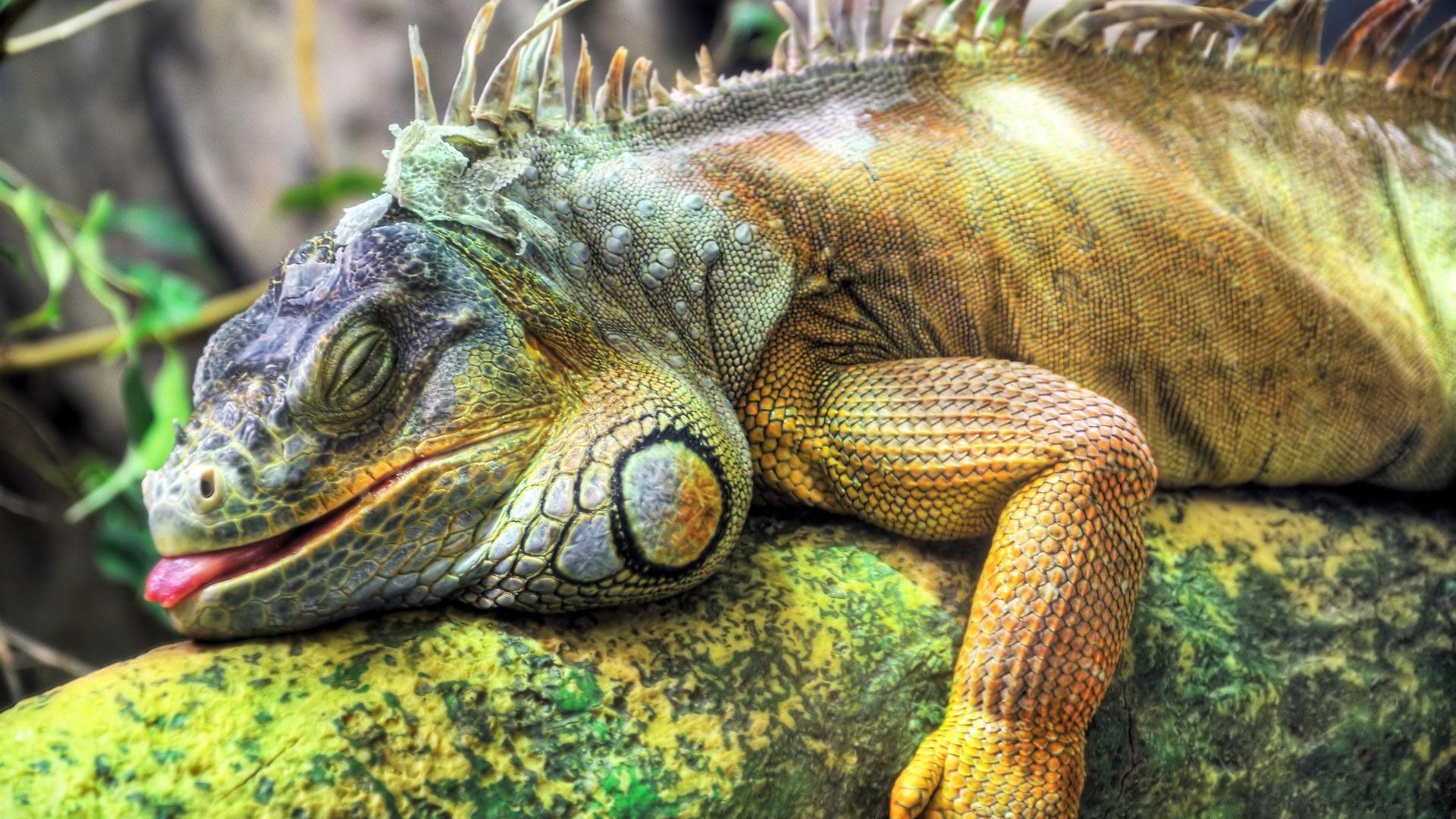 Descarga gratuita de fondo de pantalla para móvil de Iguana, Lagarto, Reptiles, Animales.
