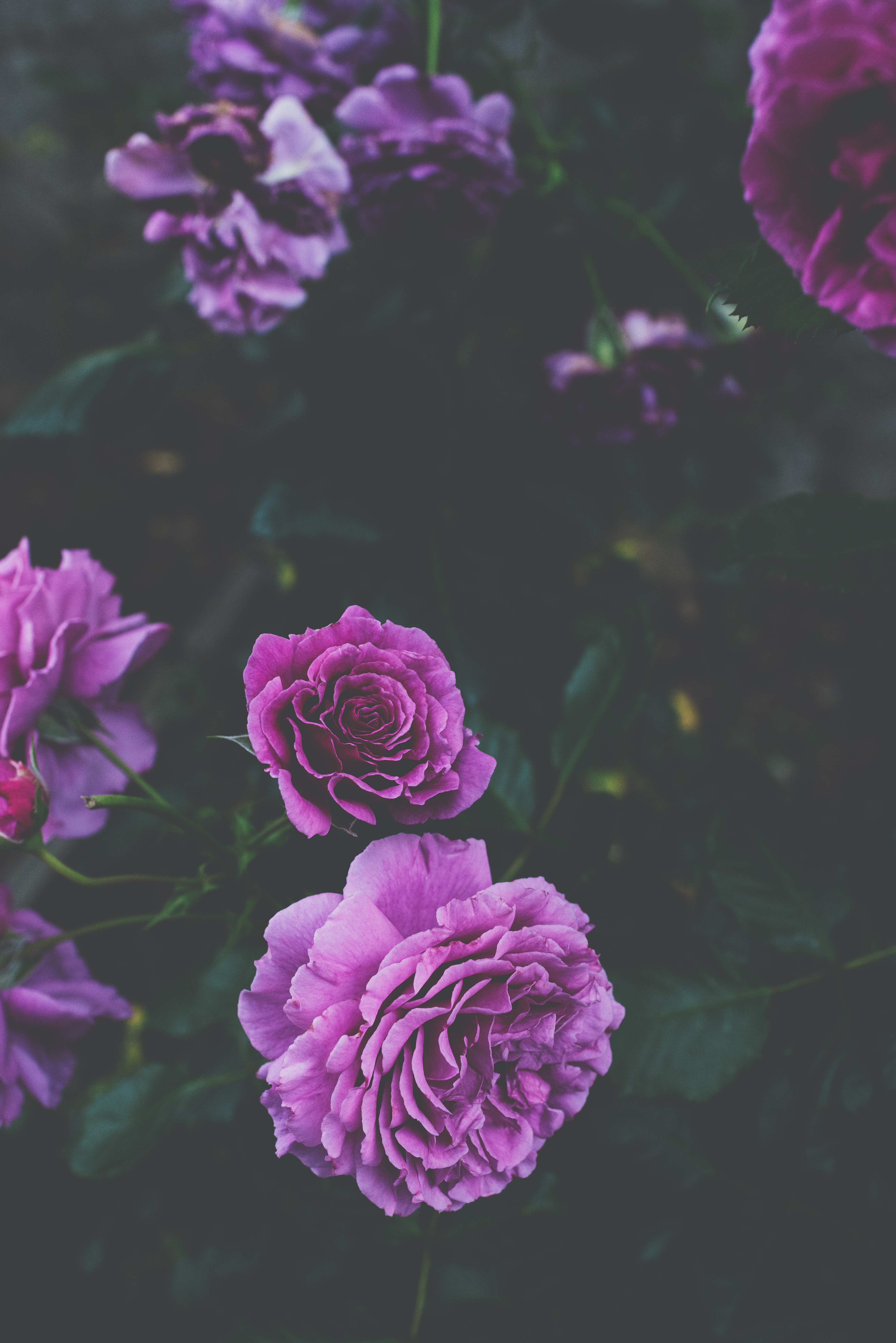 Скачать картинку Фиолетовый, Цветы, Куст, Бутоны, Розы в телефон бесплатно.