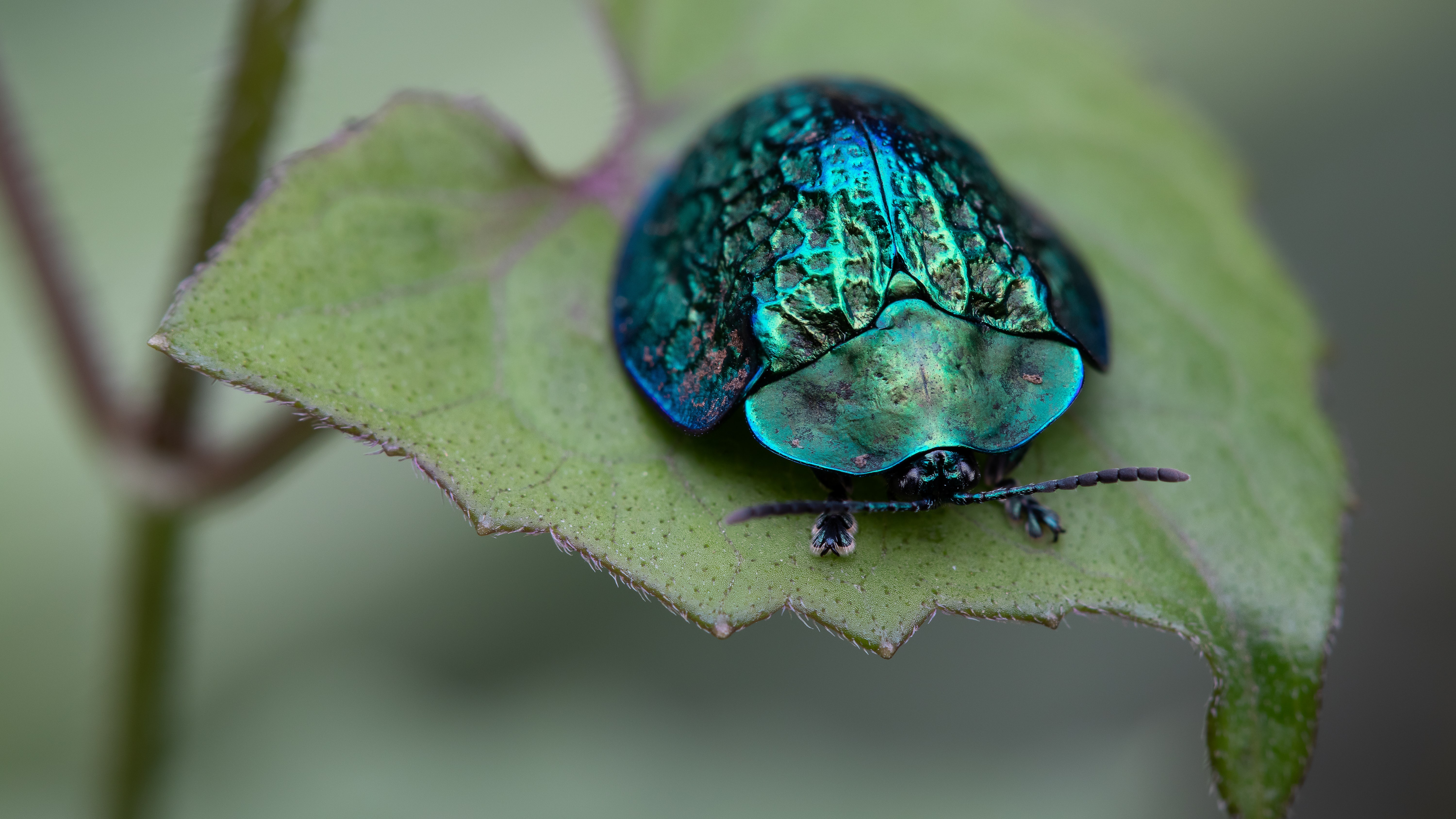 Download mobile wallpaper Macro, Insect, Animal, Beetle, Beatle for free.