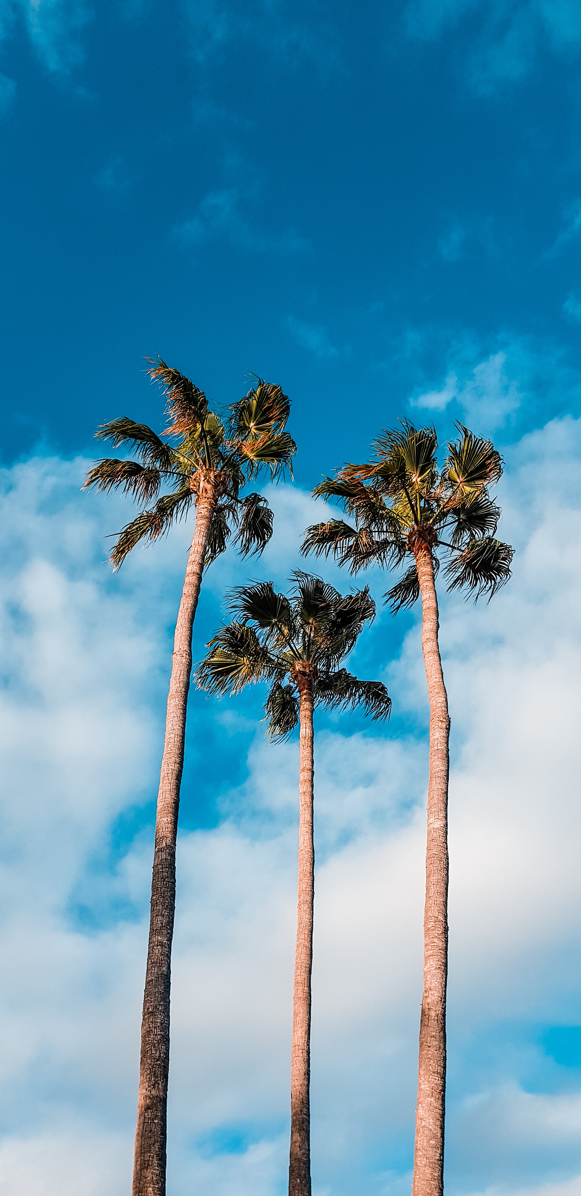 Free download wallpaper Nature, Trees, Sky, Clouds, Palms, Tropics on your PC desktop