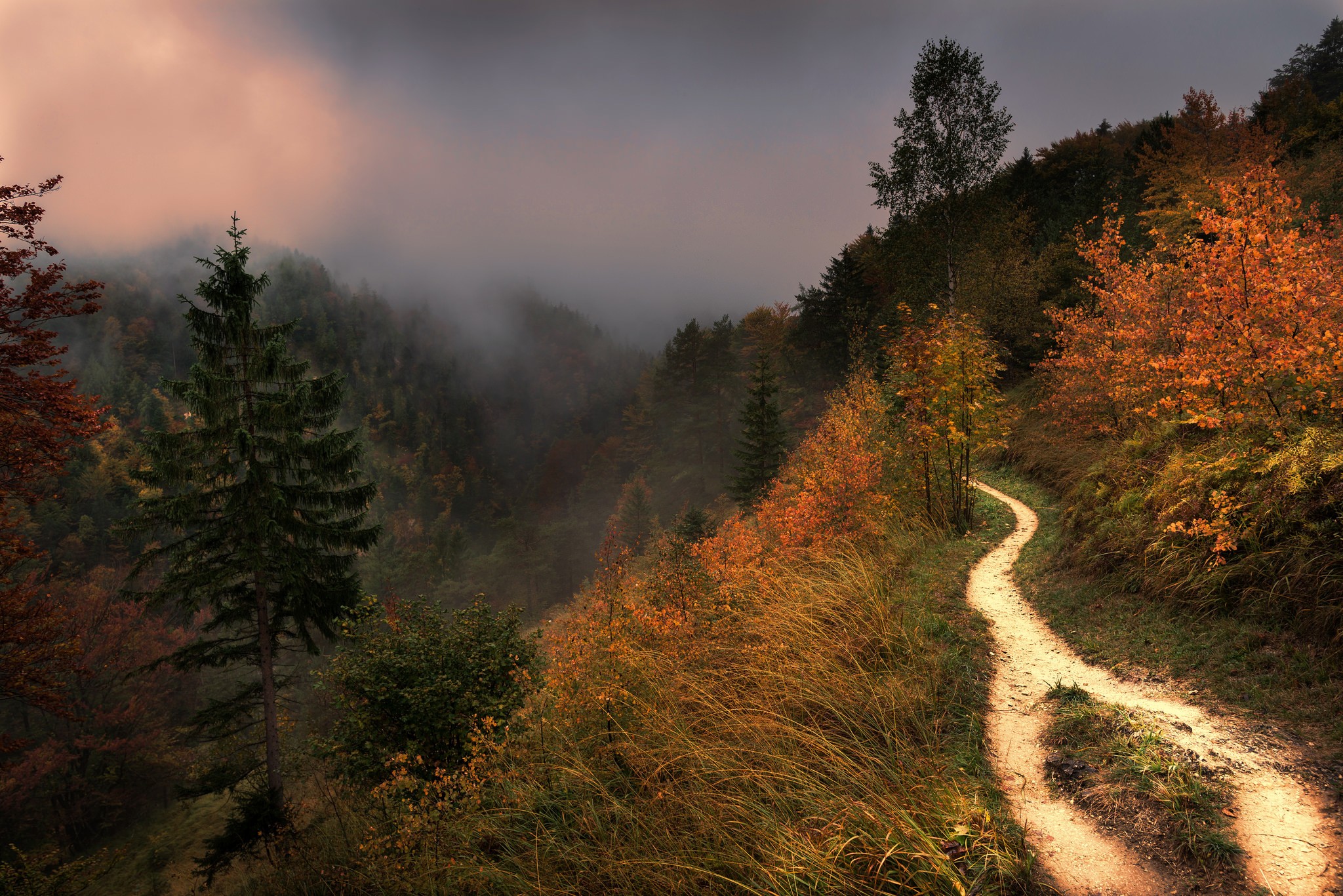 Free download wallpaper Landscape, Nature, Forest, Fog, Earth, Path on your PC desktop
