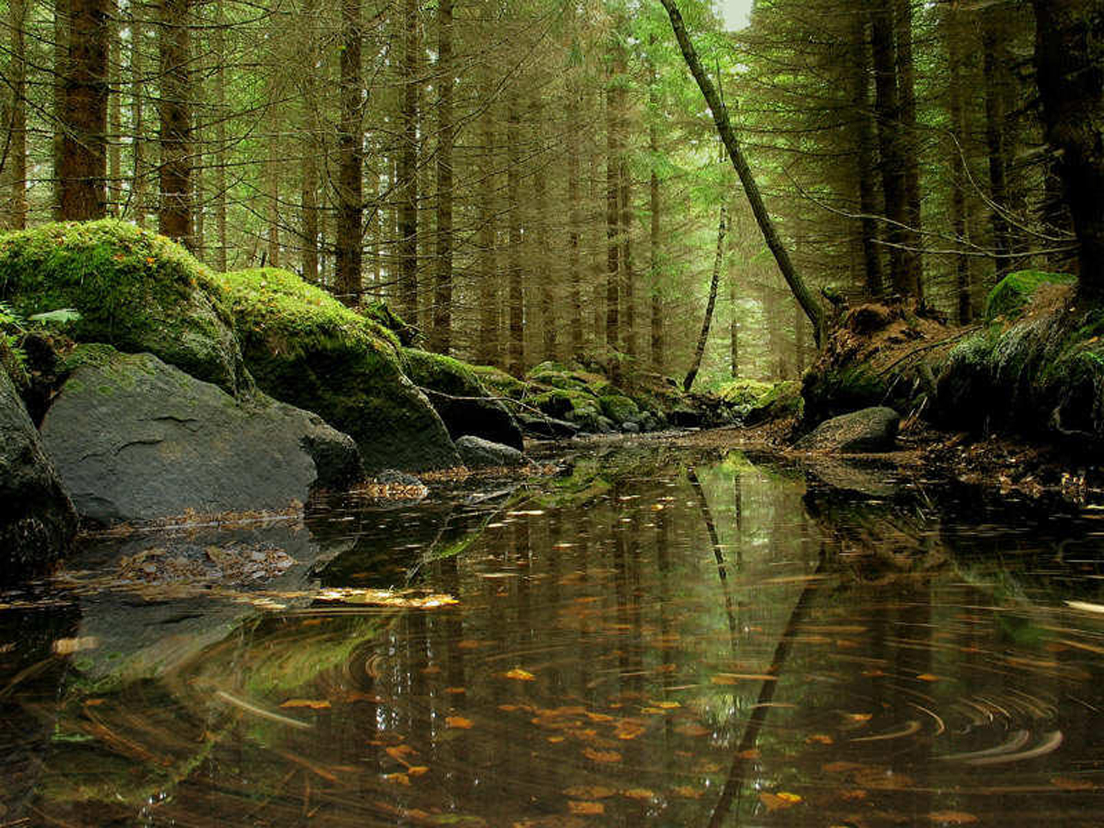 Download mobile wallpaper Forest, Pond, Earth for free.