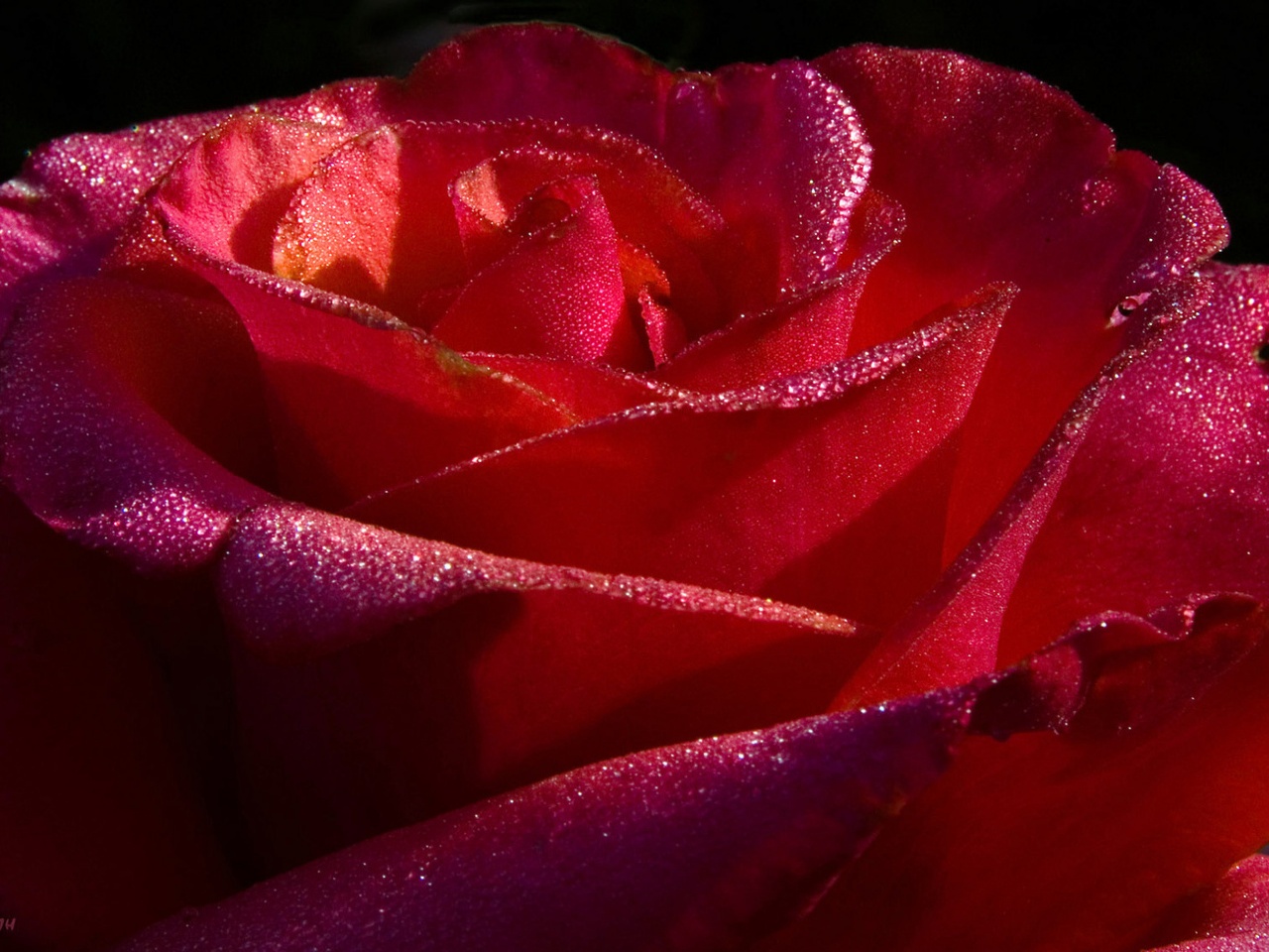 1437670 Hintergrundbild herunterladen rote rose, erde/natur, rose, blume - Bildschirmschoner und Bilder kostenlos