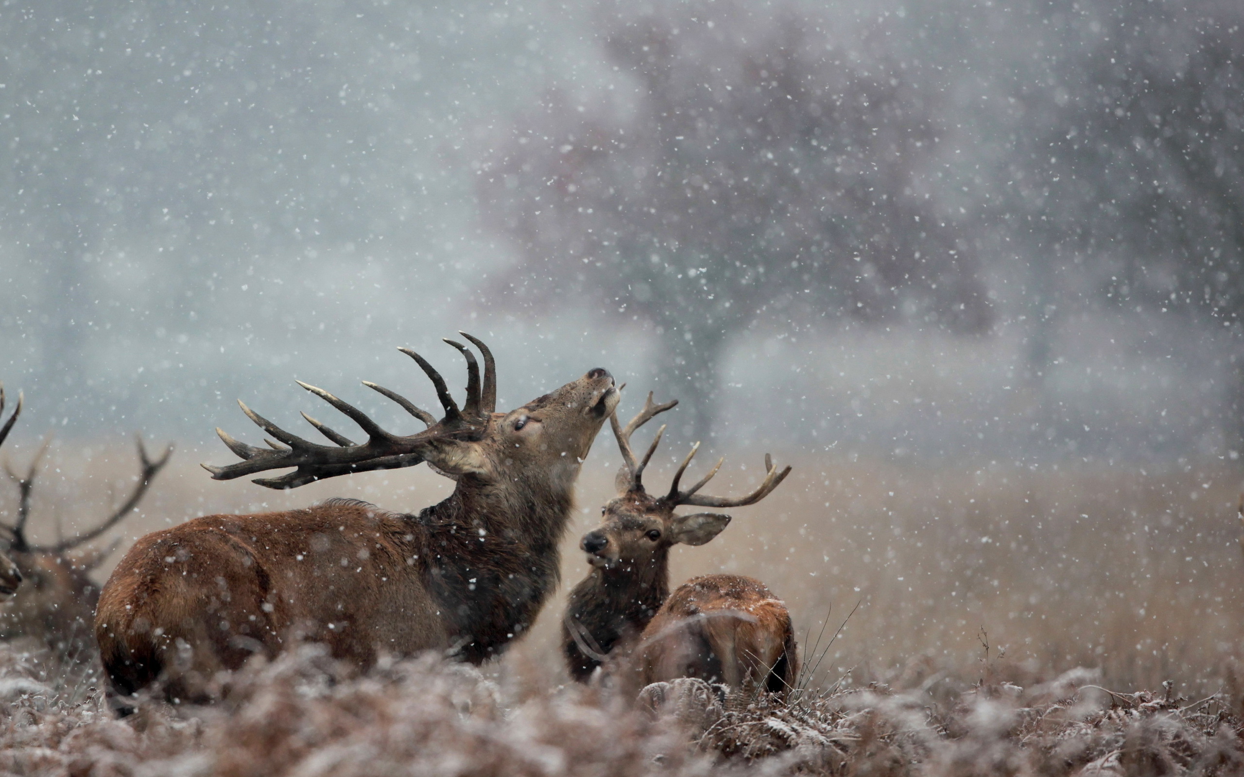 Descarga gratuita de fondo de pantalla para móvil de Animales, Venado.