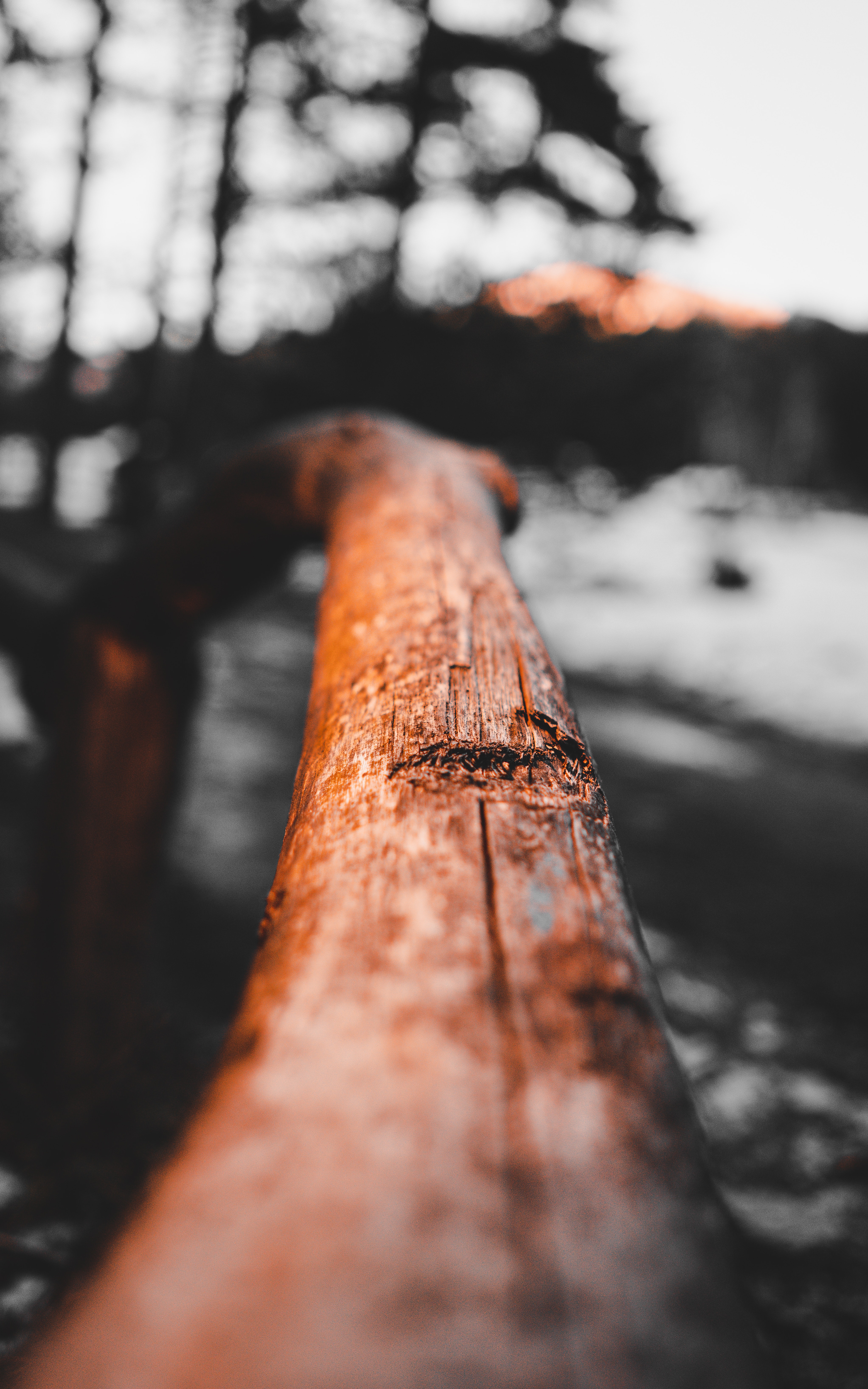 Download mobile wallpaper Wood, Branch, Macro, Tree for free.