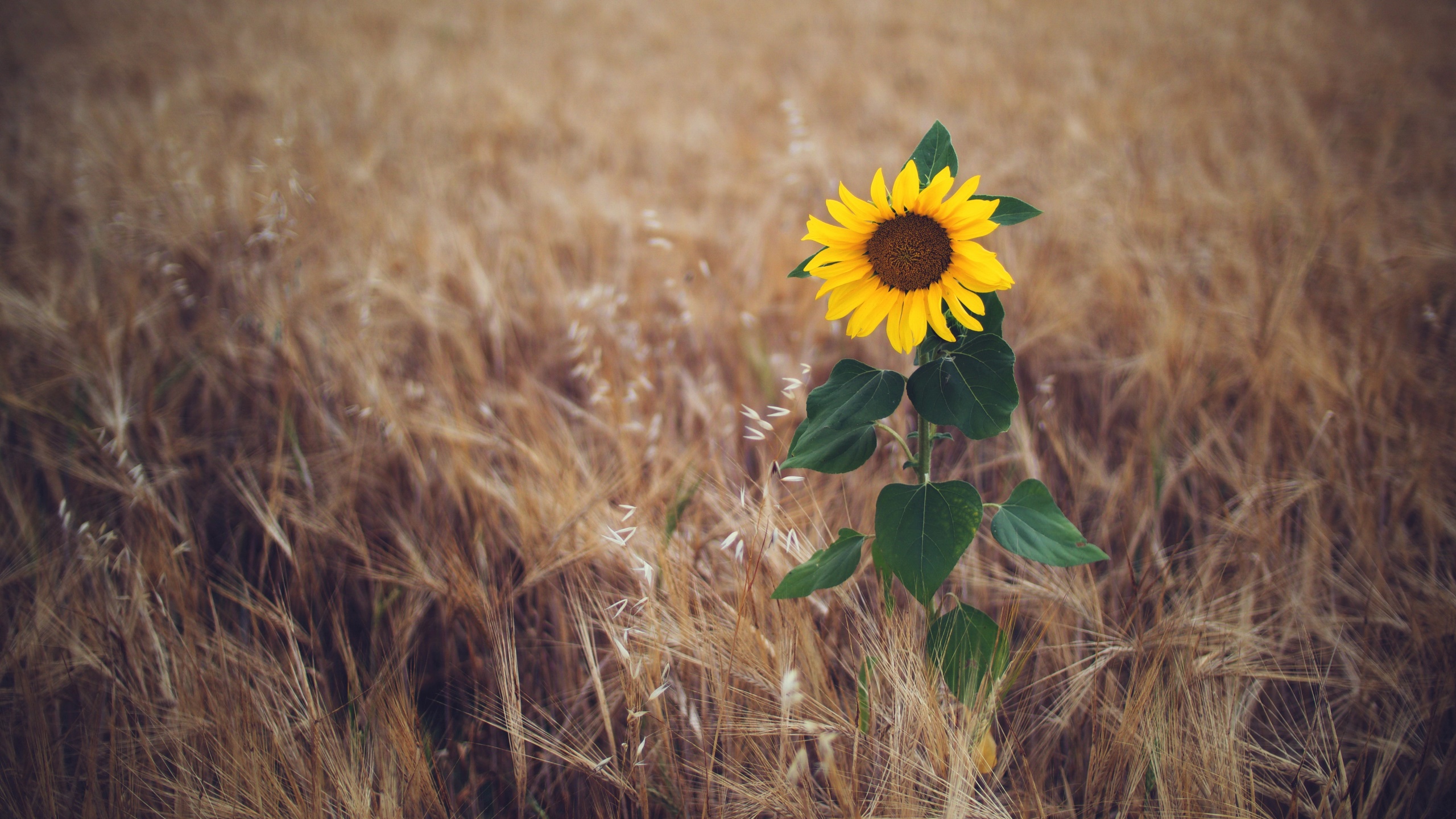 Download mobile wallpaper Nature, Flowers, Earth, Field, Sunflower for free.